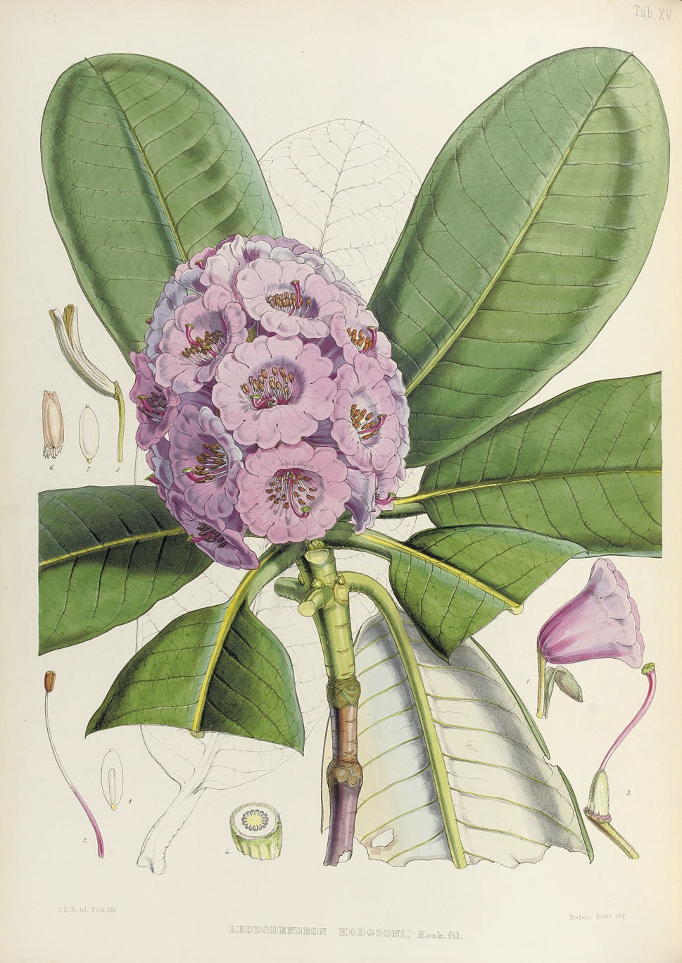 HOOKER, Joseph Dalton (1817-1911). The Rhododendrons of Sikkim-Himalaya, being an account ... of the rhododendrons recently discovered in the mountains of Eastern Himalaya ... edited by Sir W. J. Hooker. London: Reeve, Benham and Reeve, 1849-1851.