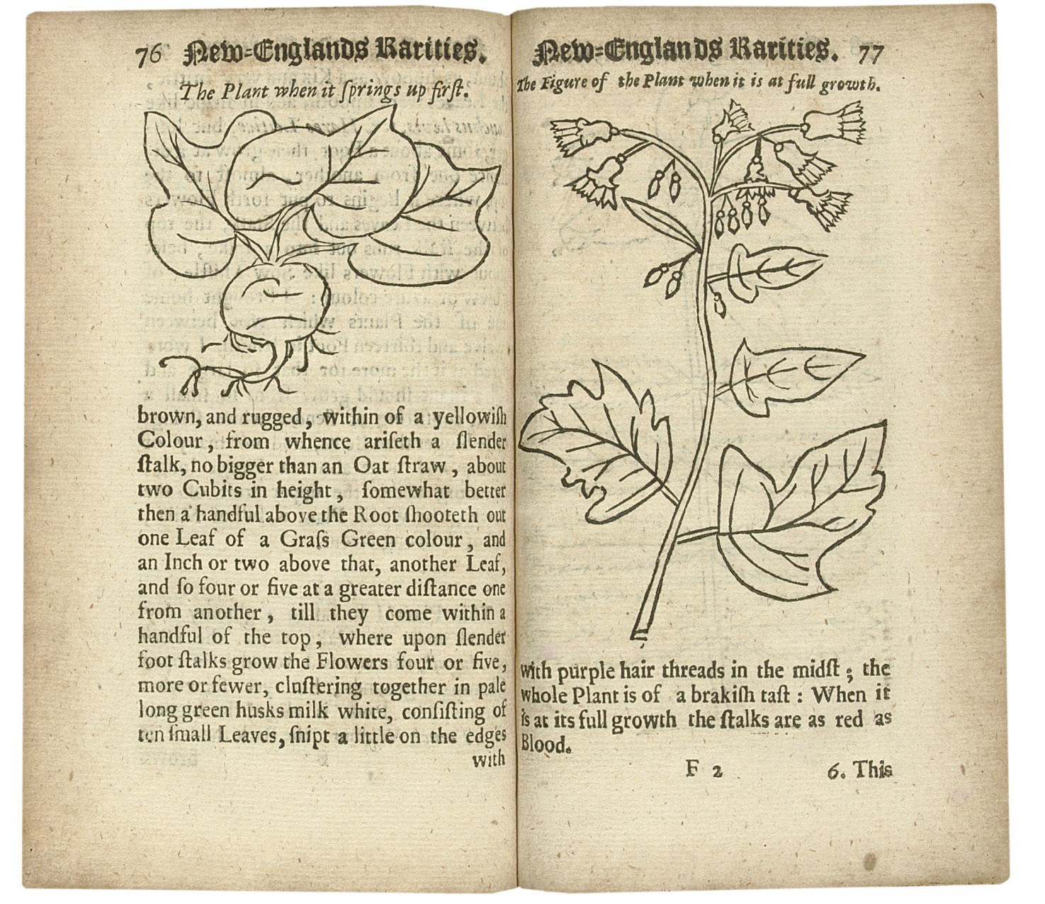 JOSSELYN, John (c. 1608-1704). New-Englands Rarities discovered: in Birds, Beasts, Fishes, Serpents, and Plants of that Country. London: G. Widdowes, 1672.