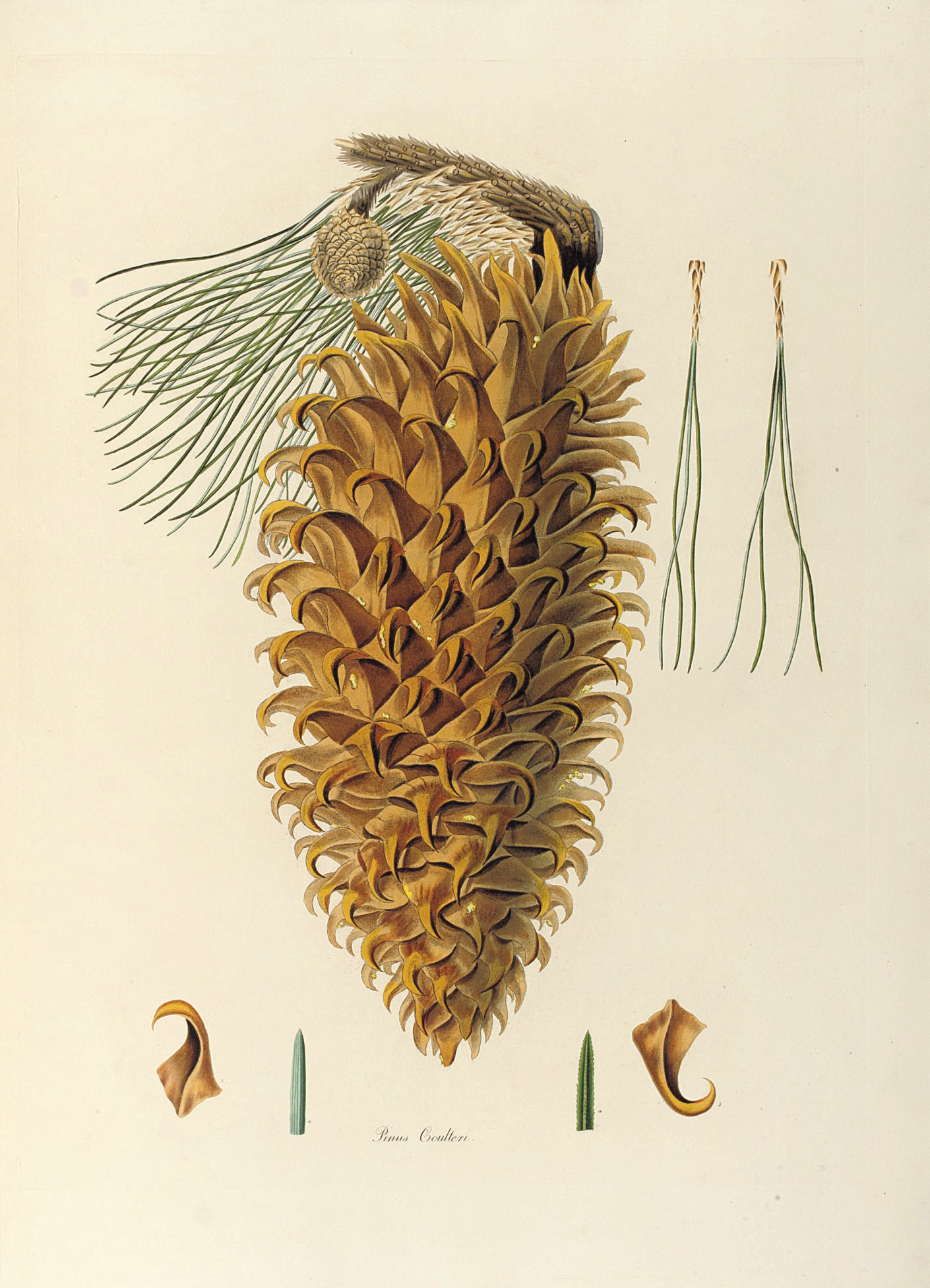 LAMBERT, Aylmer Bourke (1761-1842). A Description of the Genus Pinus, with directions relative to cultivation, and remarks on the uses of the several species: also descriptions of many other new species of the family Coniferae. London: George White, 1837.
