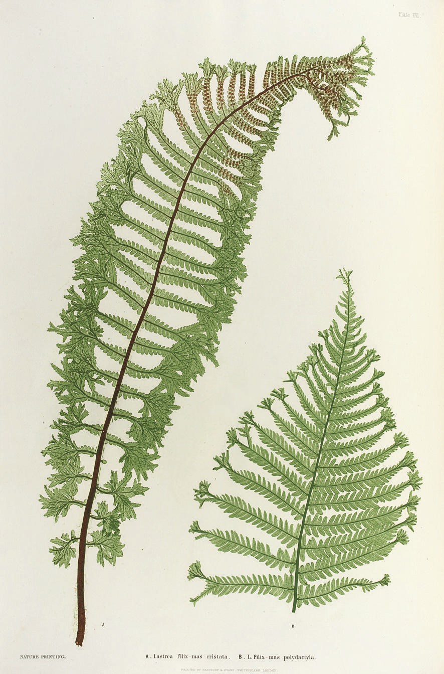 MOORE, Thomas (1821-1887). The Ferns of Great Britain and Ireland ... Edited by John Lindley ... nature-printed by Henry Bradbury. London: Bradbury & Evans, 1855[-1856].