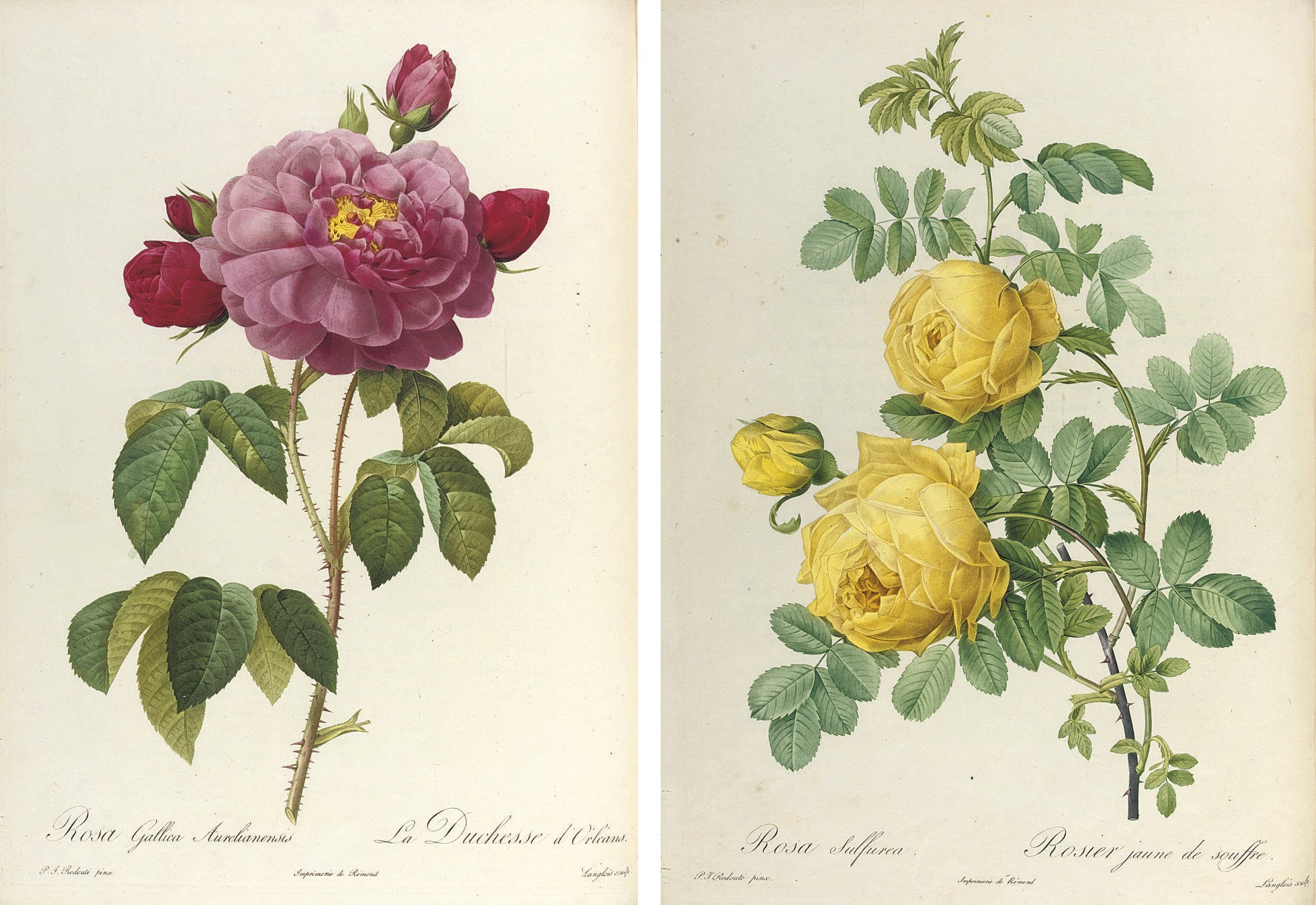 REDOUTÉ, Pierre-Joseph (1759-1840) and Claude Antoine THORY (1759-1827). Les Roses. Paris: Firmin Didot, 1817-1824.