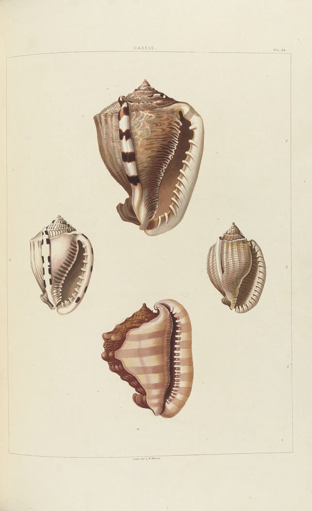 PERRY, George (fl. 1810). Conchology, or the Natural History of Shells: containing a New Arrangement of the Genera and Species. London: W. Bulmer and Co. for William Miller, [1810-]1811 [plates watermarked 1808].