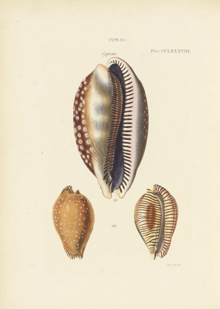 REEVE, Lovell Augustus (1814-1865) Conchologia Systematica, or Complete System of Conchology: In which the Lepades and Conchiferous Mollusca are described and classified according to their natural organization and habits. London: Longman, Brown, Green and Longmans, 1841-1842.
