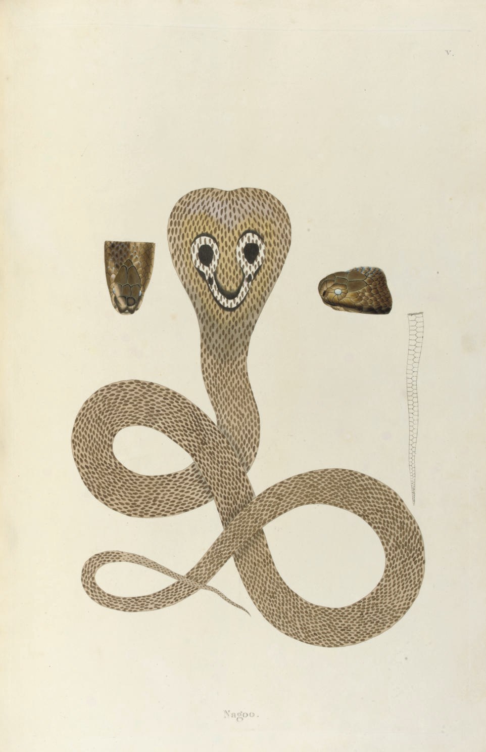 RUSSELL, Patrick (1727-1805). An Account of Indian Serpents, collected on the Coast of Coromandel. London: George Nicol, 1796.