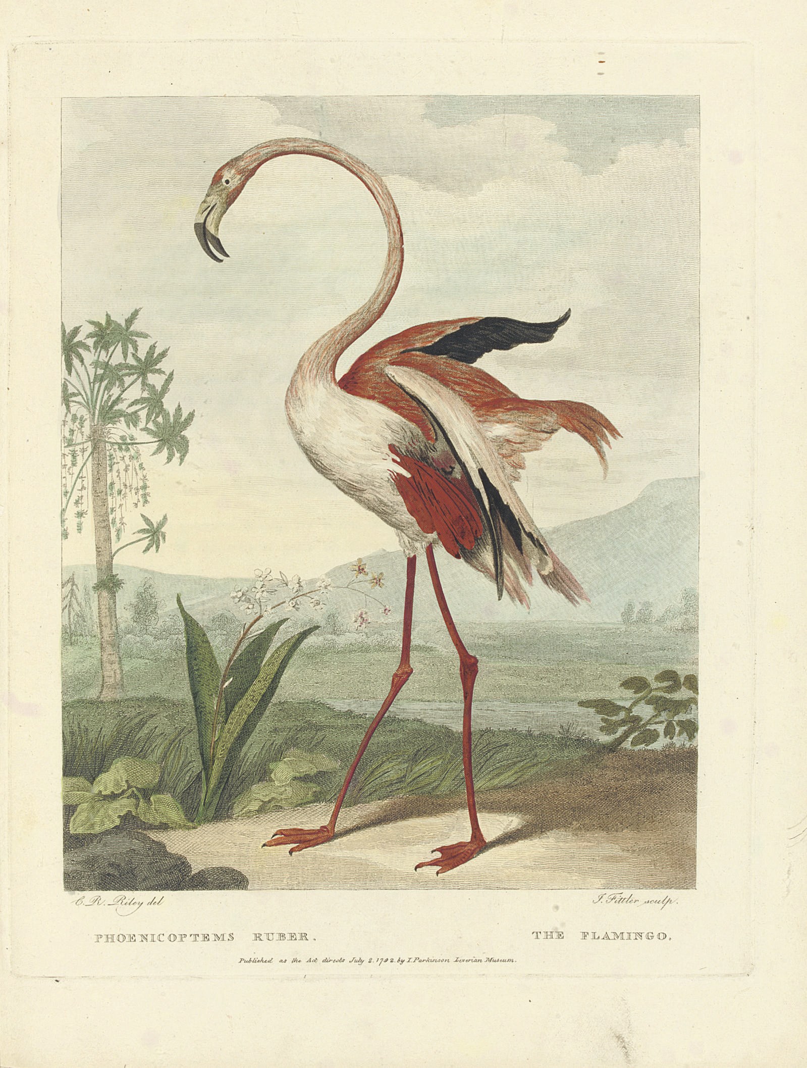 SHAW, George (1751-1813). Musei Leveriani explicatio... Museum Leverianum containing select specimens from the museum of Sir Ashton Lever. [London:] James Parkinson, 1792-1796.