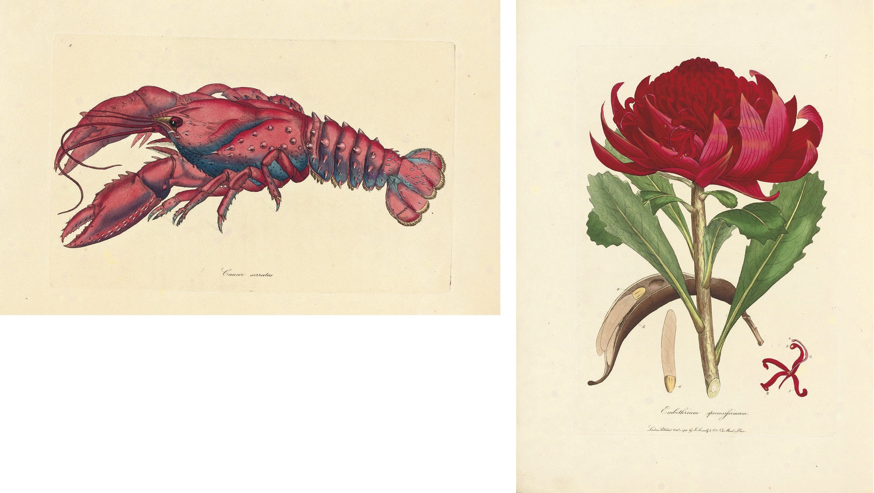 SHAW, George (1751-1813) and James Edward SMITH (1759-1828). [Zoology and Botany of New Holland, and the Isles Adjacent. The Zoological Part by George Shaw ... the Botanical Part by James Edward Smith ... the figures by James Sowerby]. London: J. Davis [for] J. Sowerby and Co., [1793-]1794.