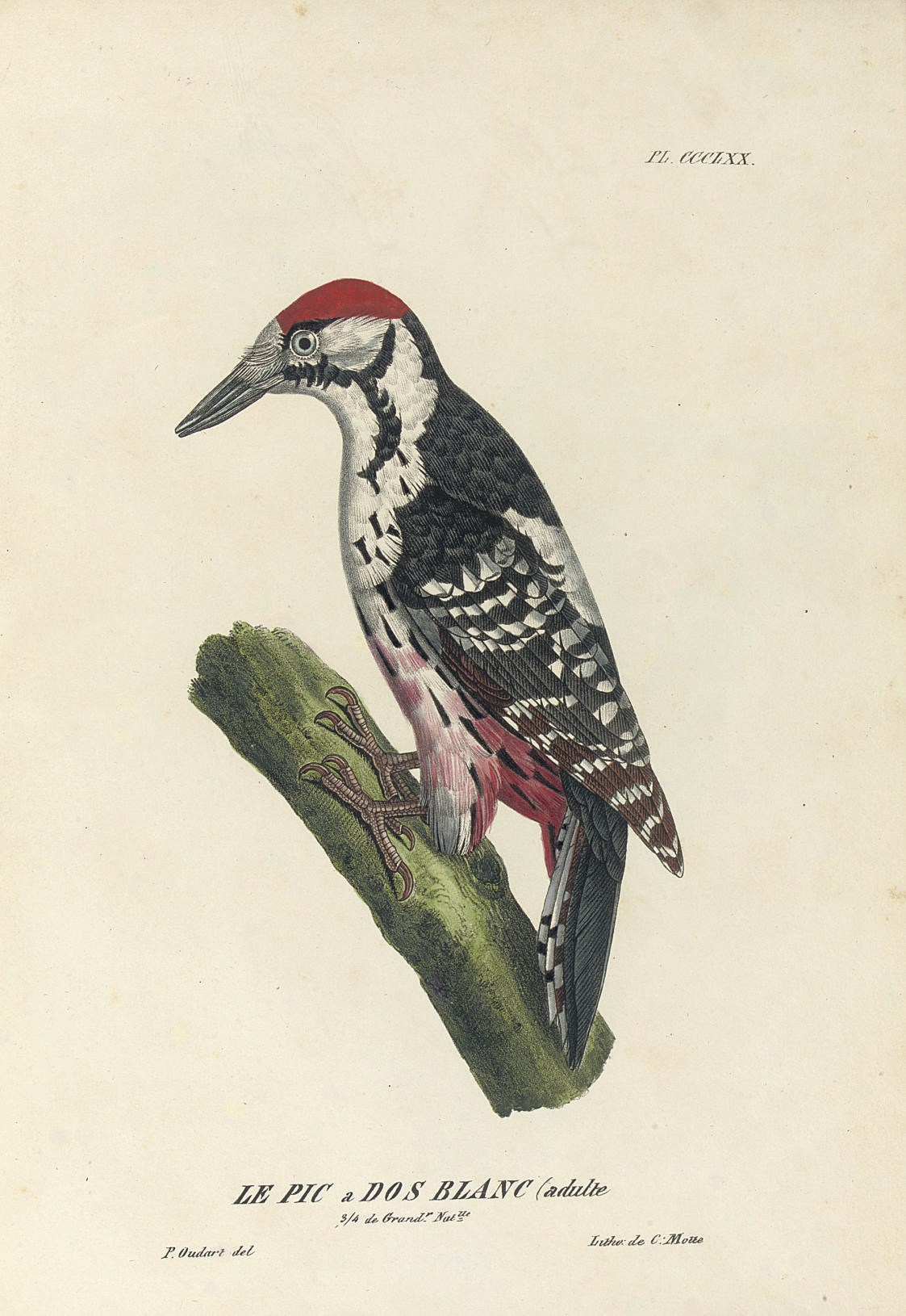 VIEILLOT, Louis Jean Pierre (1748-1831). Ornithologie française ou Histoire naturelle générale et particulière des Oiseaux de France. [Paris: J. S. Merlin, 1823-30].