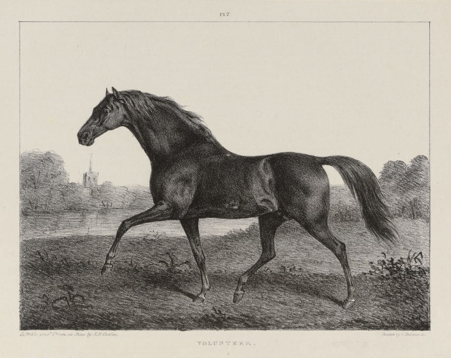 A Comparative View of the Form and Character of the English Racer and Saddle-Horse during the last and present centuries. London: Thomas Hookham, 1836. 4° (290 x 230mm), 18 lithographed plates by C. Hullmandel mostly after George Stubbs, on india paper, mounted, errata slip at end (plate IV torn cleanly torn and repaired and with light waterstain, mount to the same plate soiled, some light spotting and soiling elsewhere, mainly to mounts rather than plates, plate V also waterstained, some browning to text), original green cloth with printed label on spine (discolouration at lower corners of covers, spine torn with loss at head). Provenance: Albert Goodmans (signature on front free endpaper; some 19th-century pencil annotation).