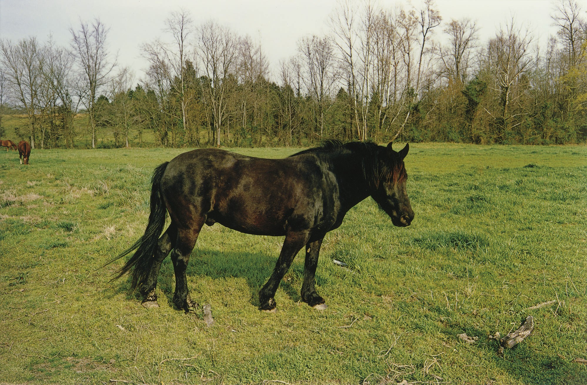 WILLIAM EGGLESTON (B. 1939)