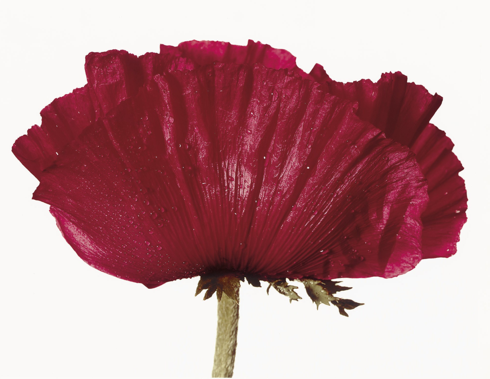 IRVING PENN (B. 1917)