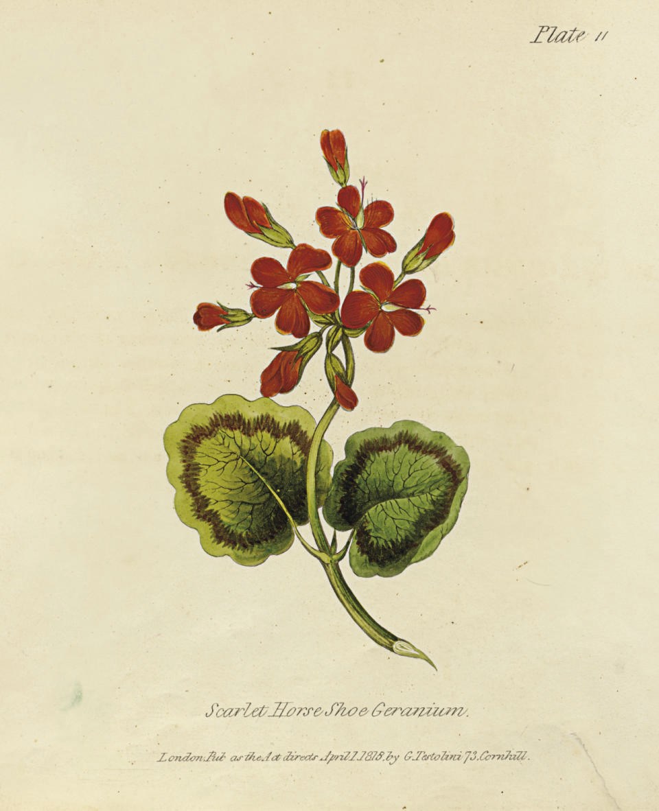 TESTOLINI, Gaetano. Rudiments of Drawing, Shadowing, and Colouring Flowers in Water Colours; Contained in Thirty-Six Instructive Lessons. London: H.K. Causton for G. Testolini, 1818.