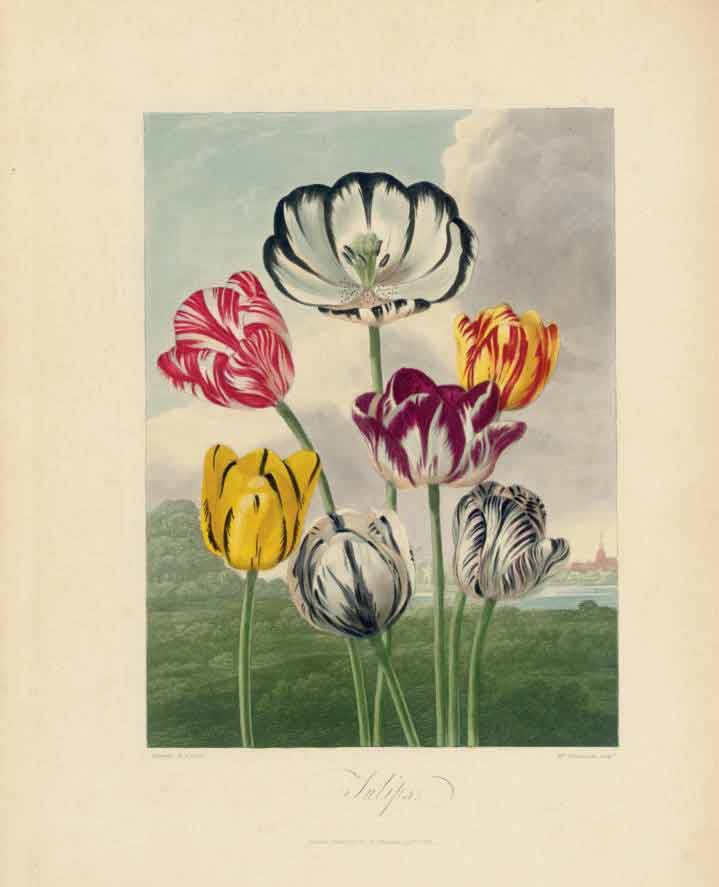 THORNTON, Robert John (c.1768-1837). Temple of Flora or Garden of the Botanist, Poet, Painter, and Philosopher. London: 1812.