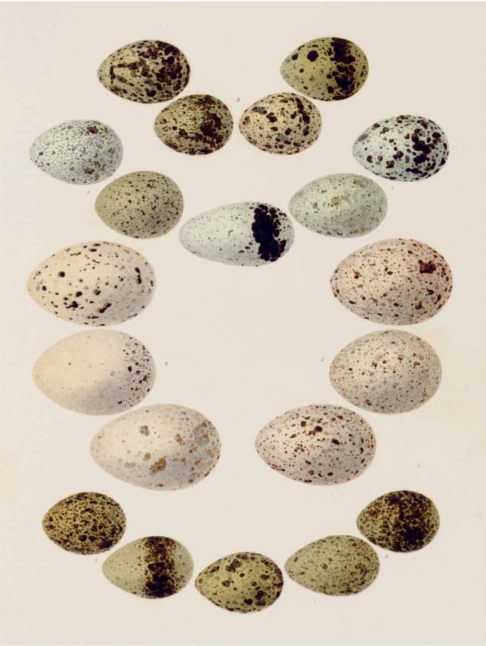 BAEDERKER, Friedrich Wilhelm Justus, Christian Ludwig BREHM and Carl Wilhelm Gottfried PAESSLER. Die Eier der europäischen Vögel. Leipzig and Iserlohn, 1855-1863.