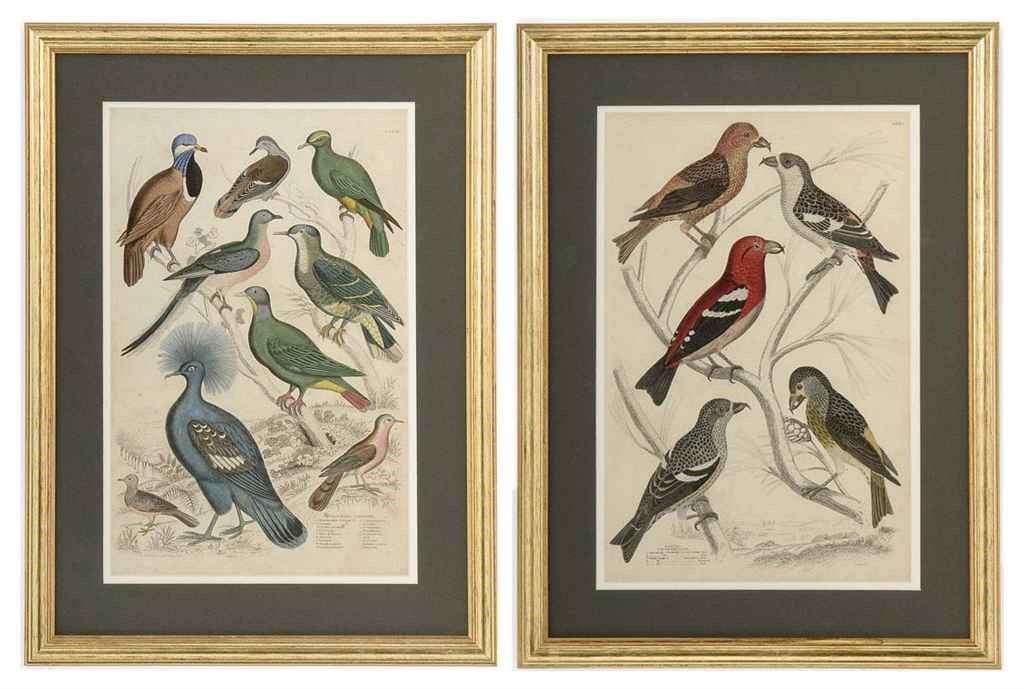 TWELVE HAND-COLOURED ENGRAVINGS OF BIRDS