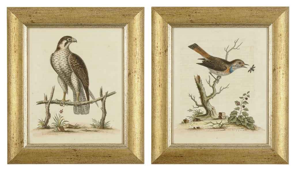 TEN HAND-COLOURED ENGRAVINGS OF BIRDS