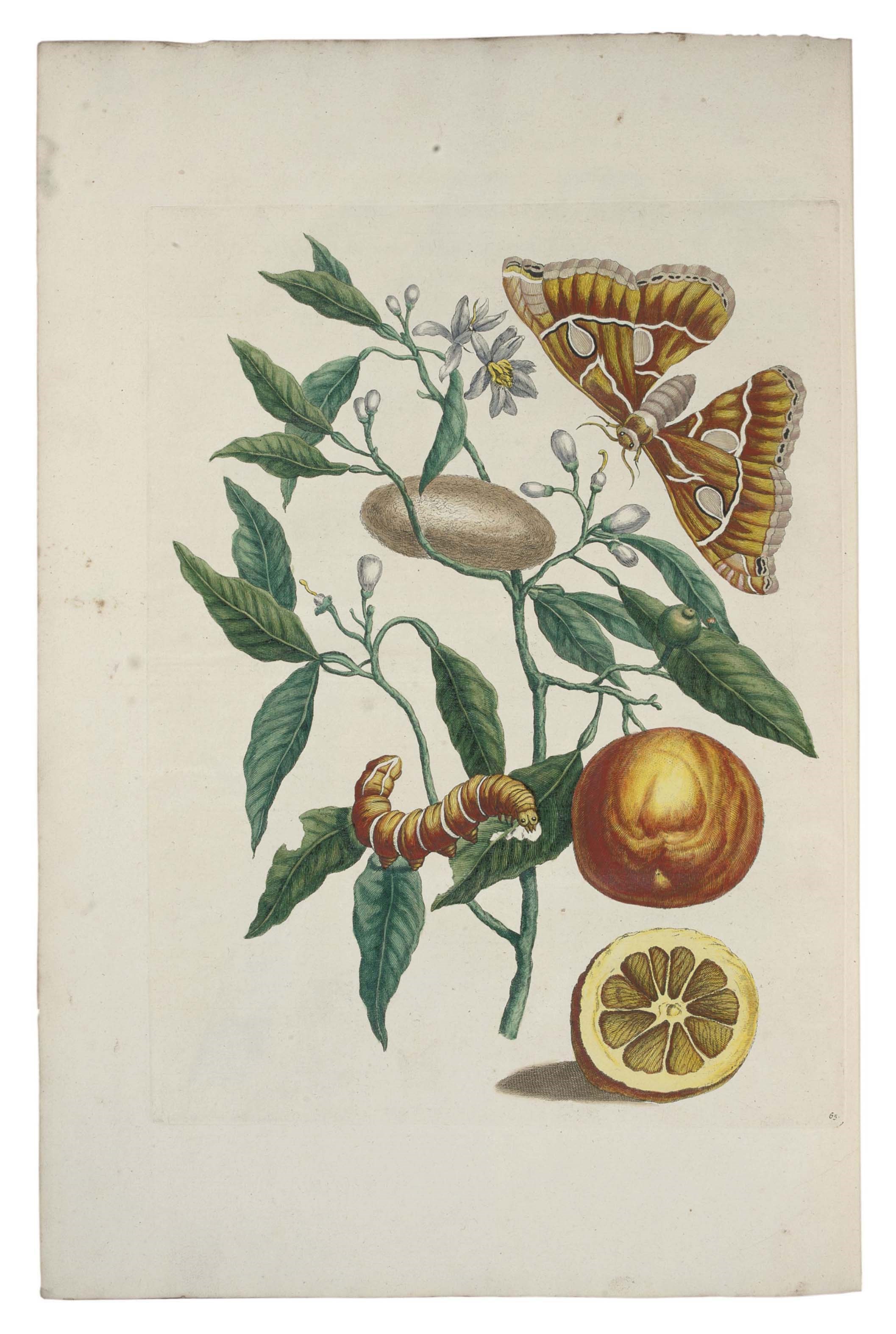 MERIAN, Maria Sibylla (1647-1717). Metamorphosis Insectorum Surinamensium. Ofte Verandering der Surinaamsche Insecten. Amsterdam: the author and Gerard Valck, [1705].