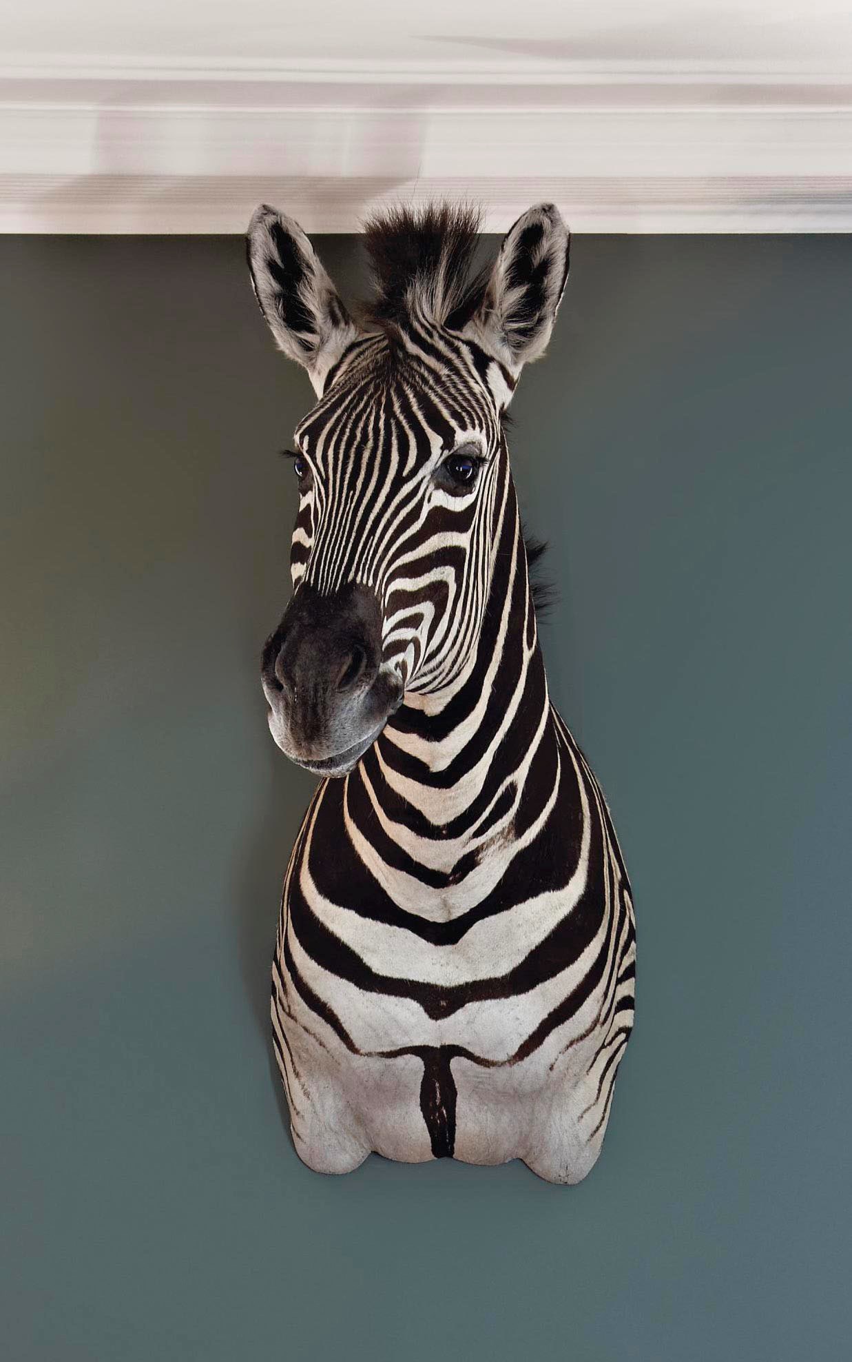 AN AFRICAN TAXIDERMY ZEBRA'S HEAD