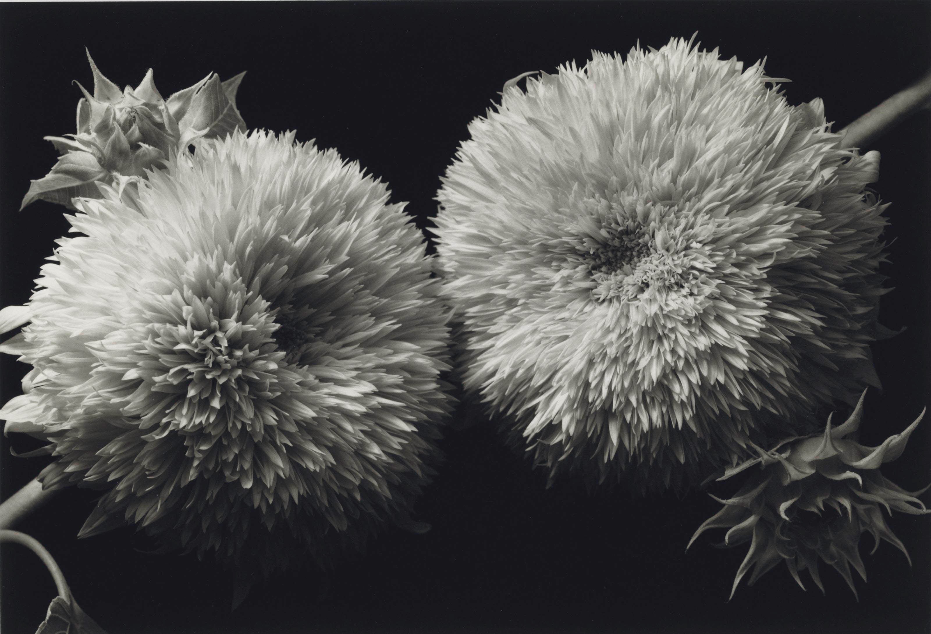 KENRO IZU (B. 1949)