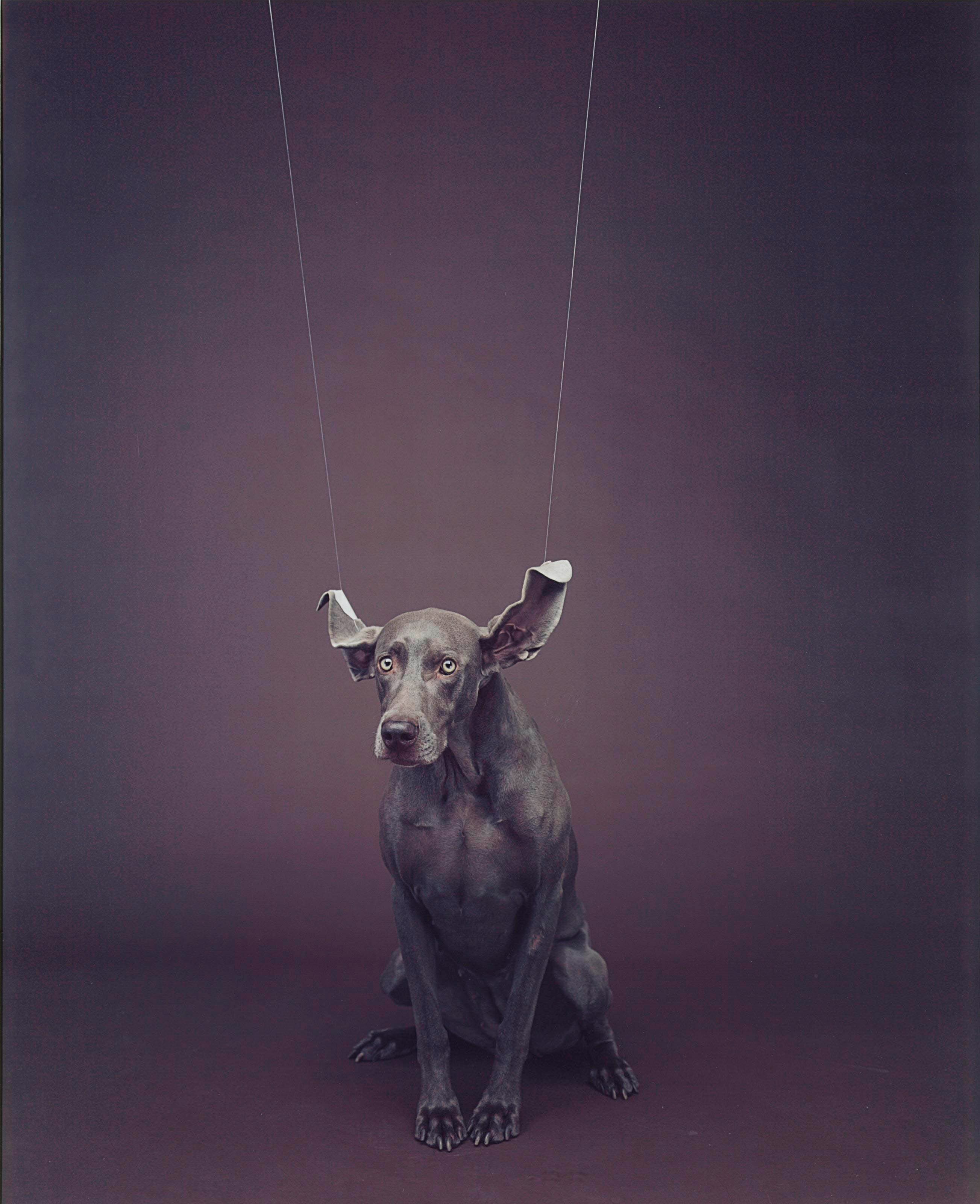 WILLIAM WEGMAN (B. 1942)