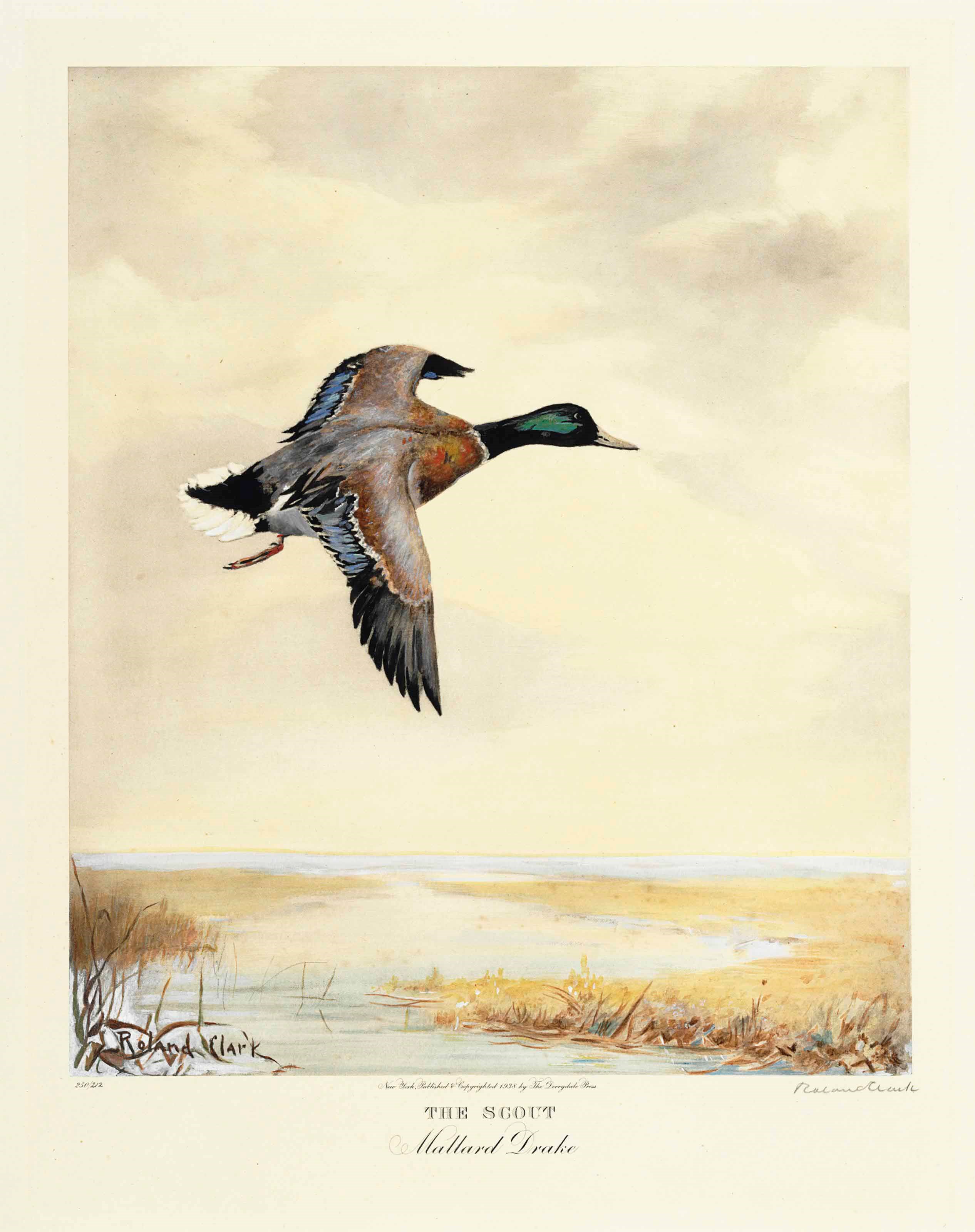 CLARK, Roland. A collection of 11 color photogravures, finished by hand, and one colorist's model, all but the colorist's model signed in pencil by the artist. Plates each approximately 493 x 391 mm. Comprising: "The Alarm." 1937. Number 209 of 250 copies. -- "Down Wind." 1937. Number 72 of 250 copies. -- "Sanctuary." 1938. Number 167 of 250 copies. -- "The Scout." 1938. Number 212 of 250 copies. -- "Winter Marsh." 1939. Number 73 of 250 copies. -- "Dawn." 1939. Number 10 of 250 copies. -- "Calm Weather." 1940. Number 40 of 250 copies. -- "A Straggler." 1940. Number 68 of 250 copies. -- "Taking Off." 1941. Number 65 of 250 copies. -- "Dropping In." 1941. Number 237 of 250 copies. -- "Mallard's Rising." 1942. Number 114 of 250 copies. -- With the colorist's model for "Mallard's Rising," with ink annotation in lower margin "Model for mallard ok" (mounted and with some chipping at edges). Ordeman pp. 37-48 and 105.