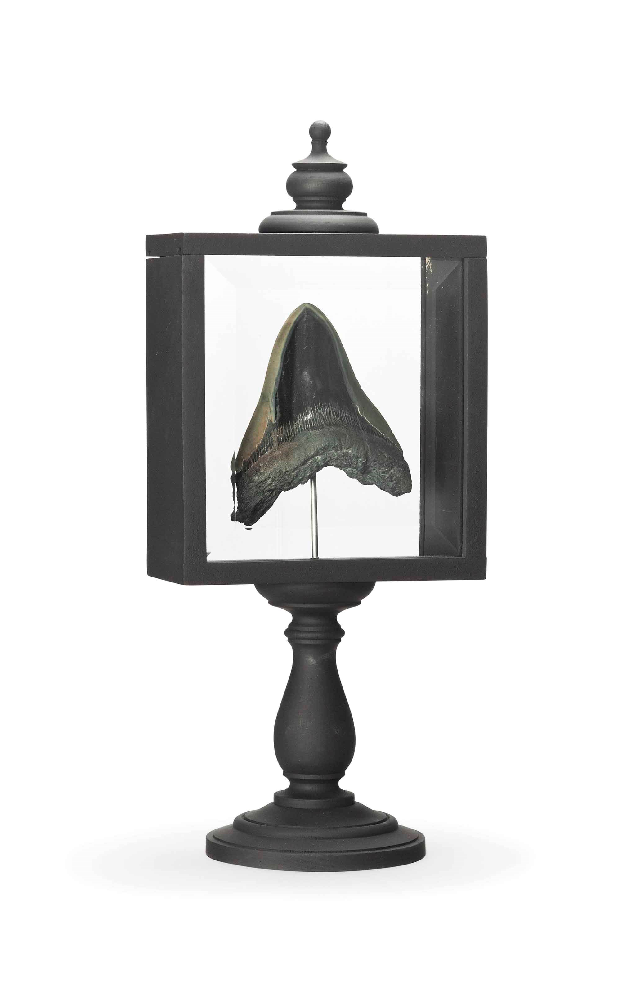 A MEGLADON TOOTH