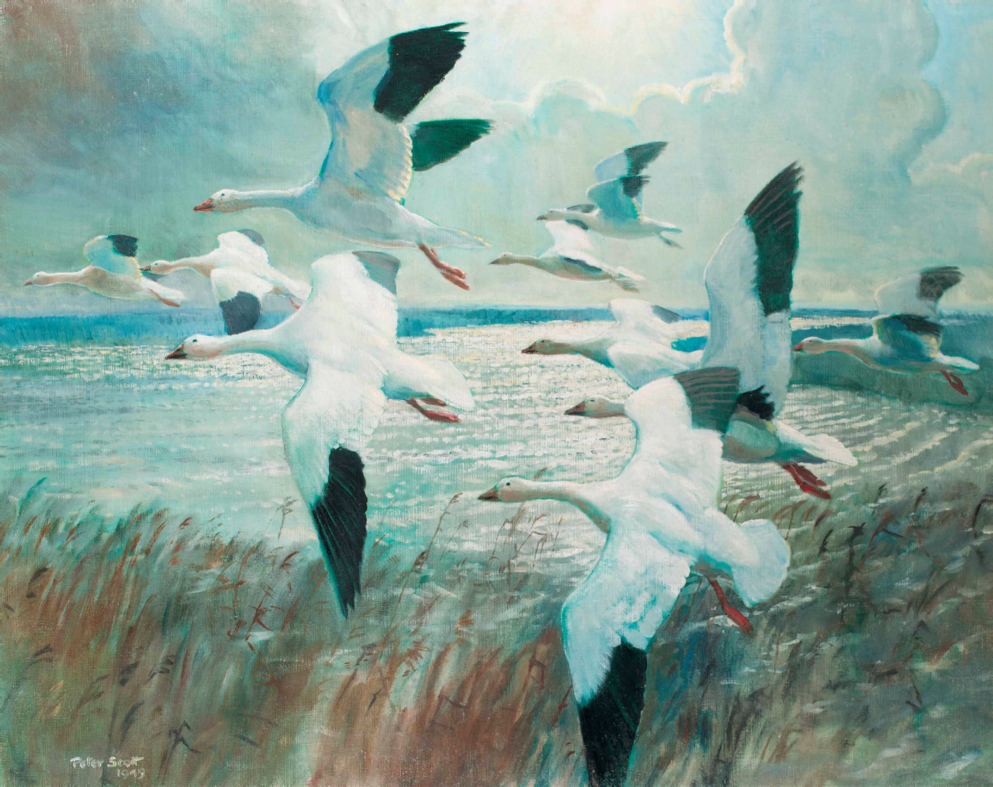 Sir Peter Markham Scott (1909-1989)
