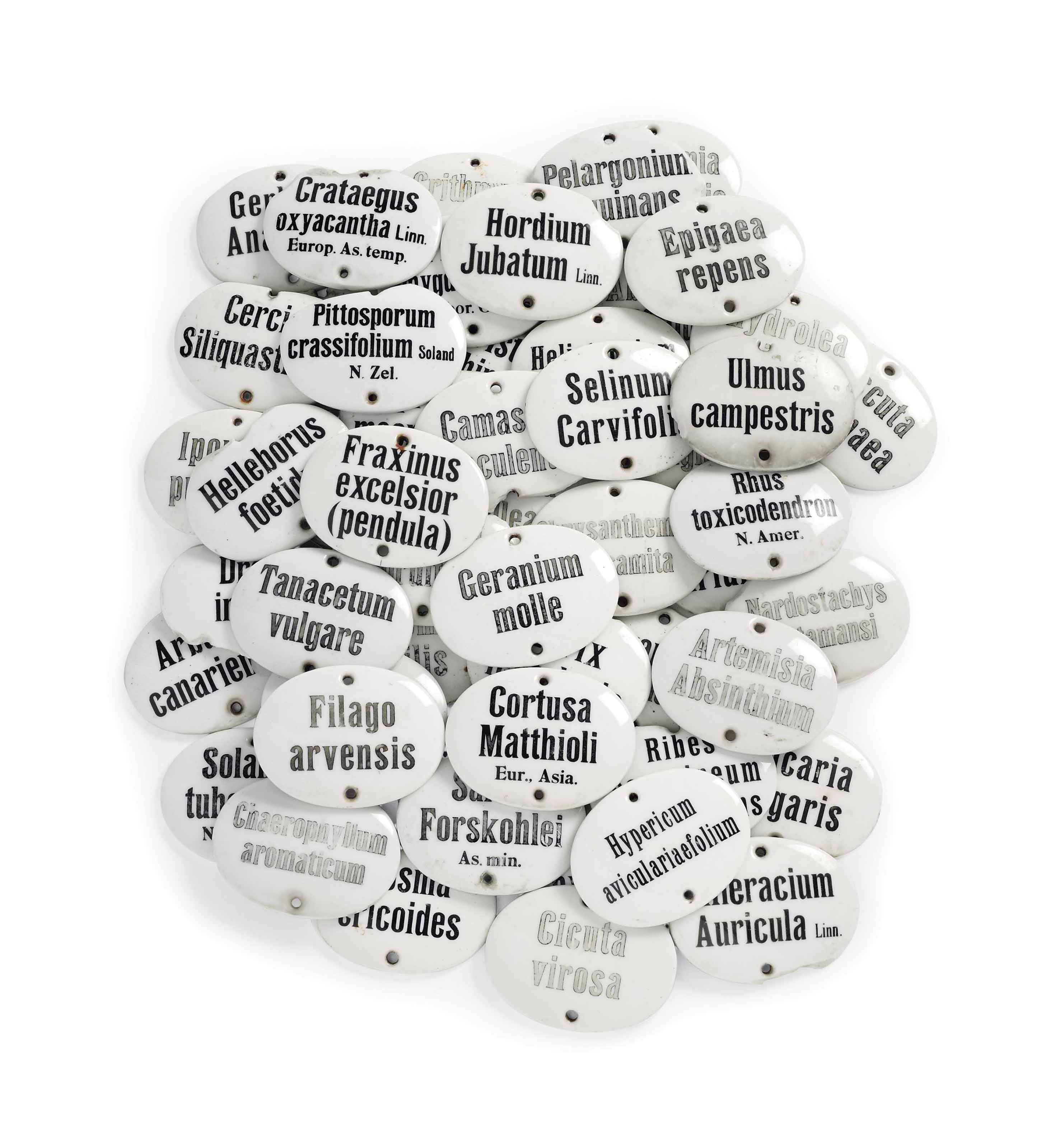 A COLLECTION OF FIFTY-THREE GLAZED PORCELAIN PLANT LABELS