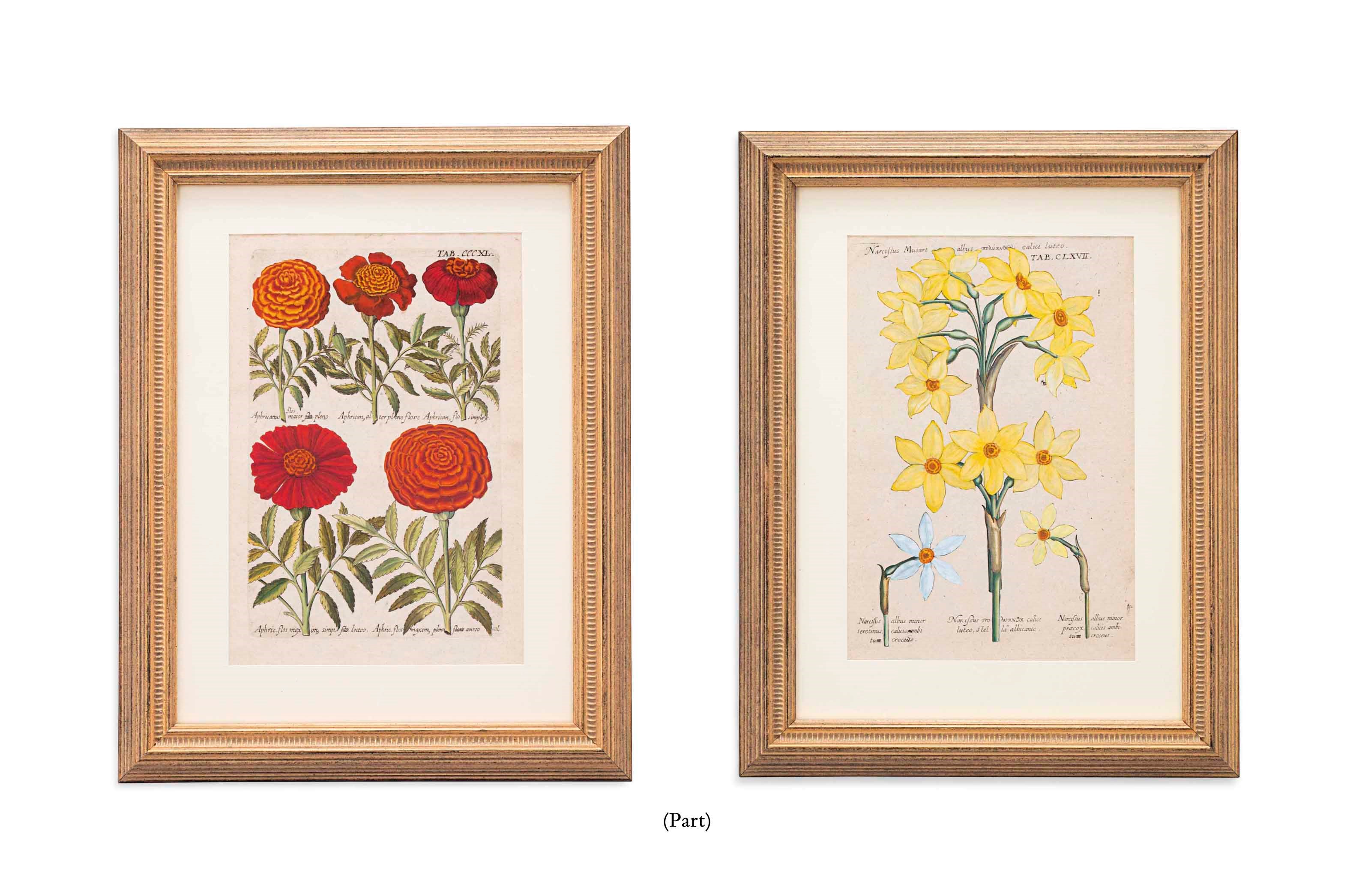 TWELVE COLOURED ENGRAVINGS OF FLOWERS
