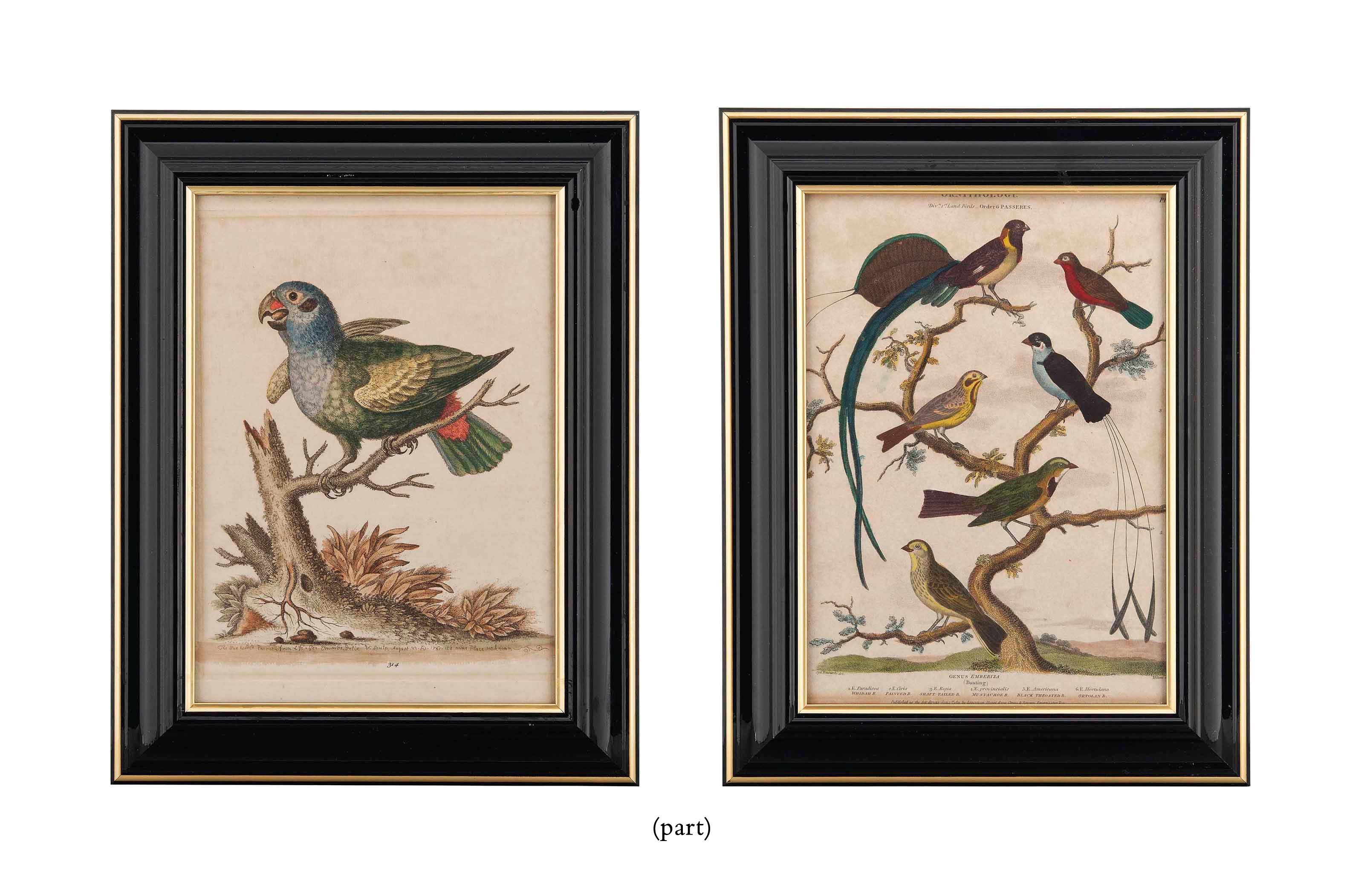TWENTY FRENCH HAND-COLOURED ENGRAVINGS OF BIRDS