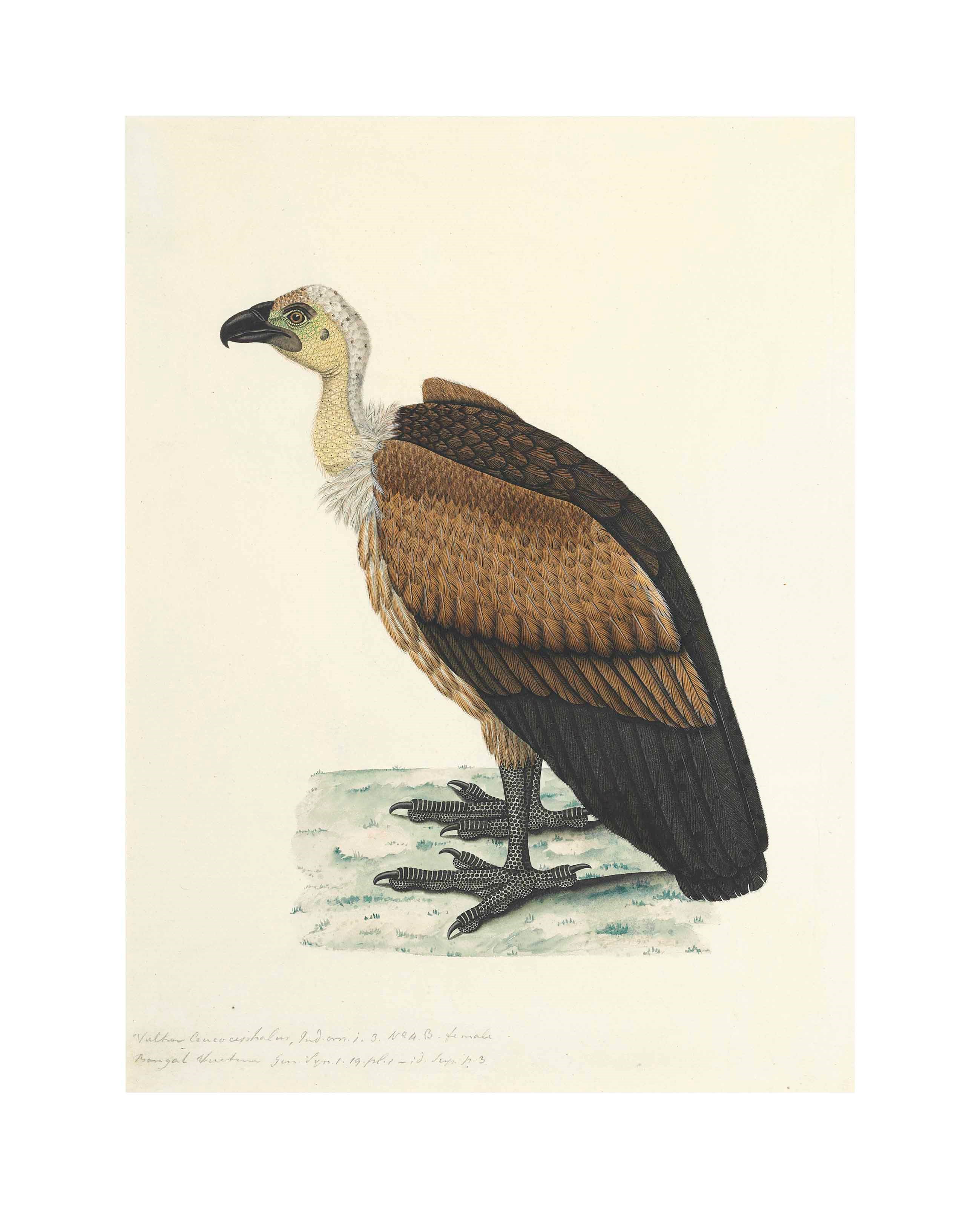 A study of a Bengal Vulture, from a series of Natural History Drawings made for Lord Valentia