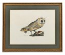 FOUR ENGRAVINGS OF BIRDS FROM P.J. SELBY, ILLUSTRATIONS OF BRITISH ORNITHOLOGY, EDINBURGH, 1834