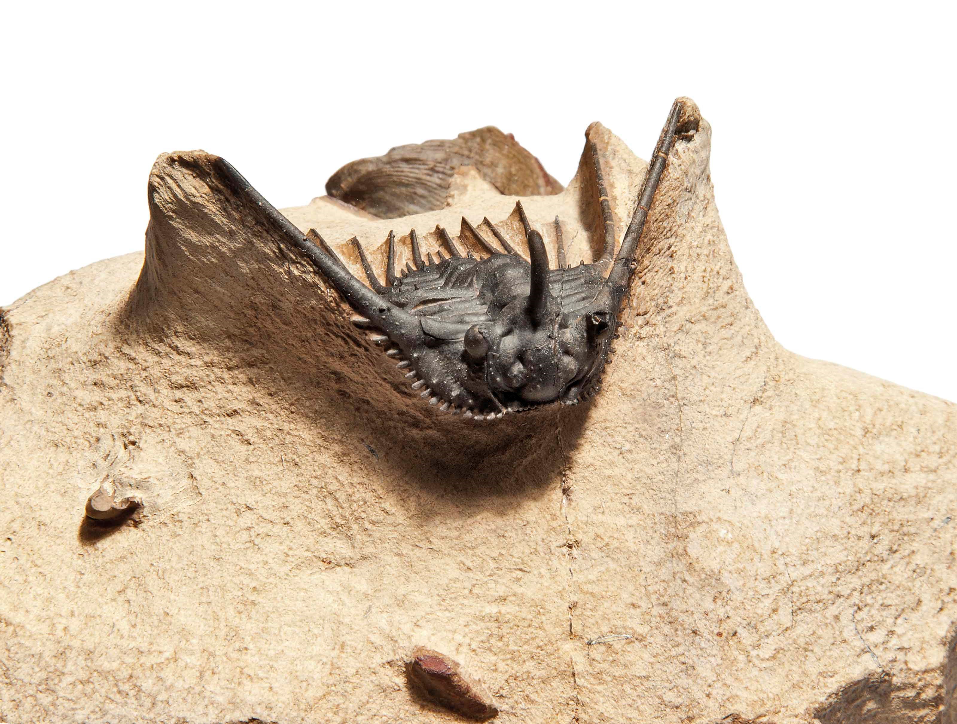A TRILOBITE