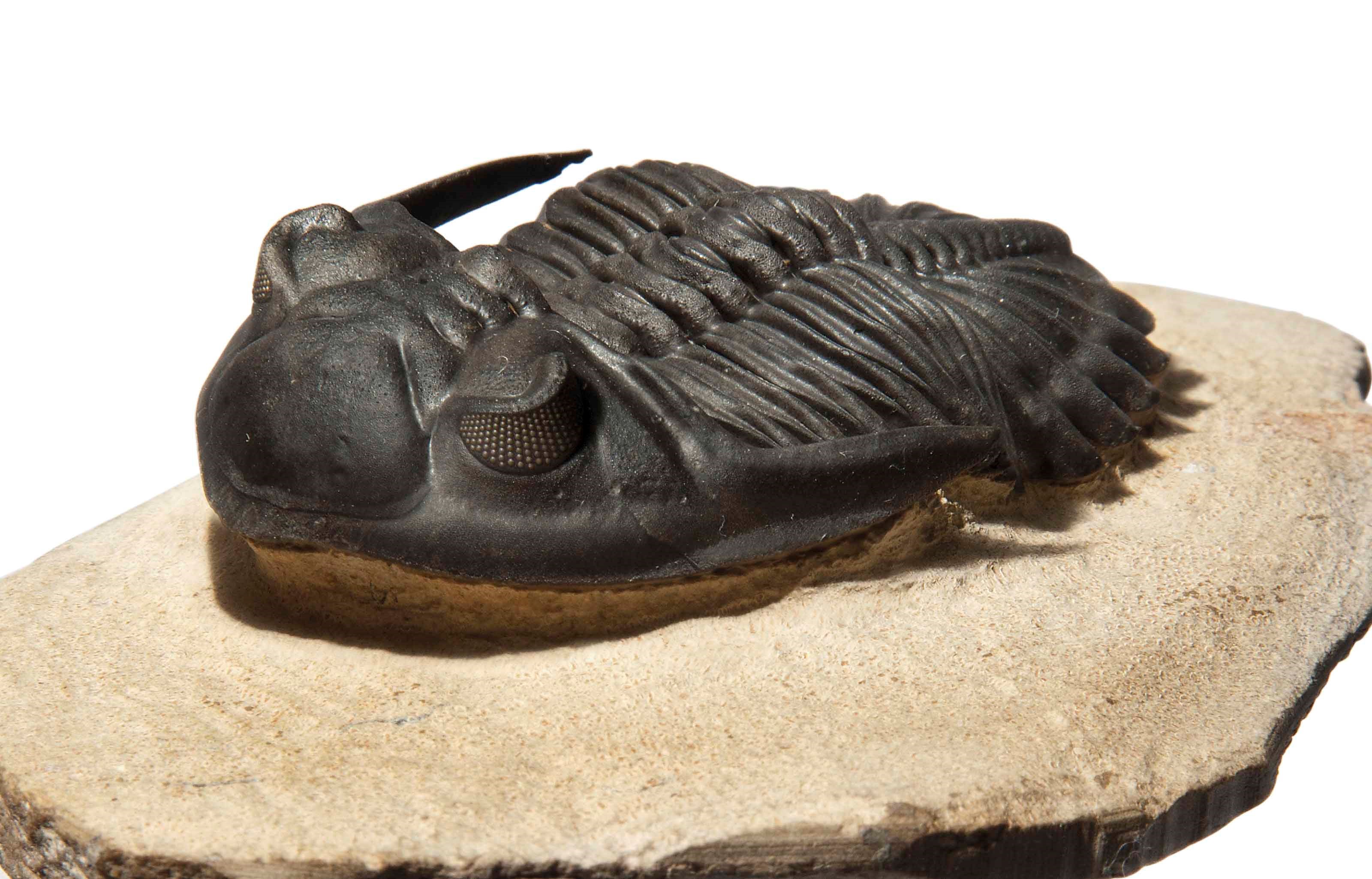 TRILOBITE