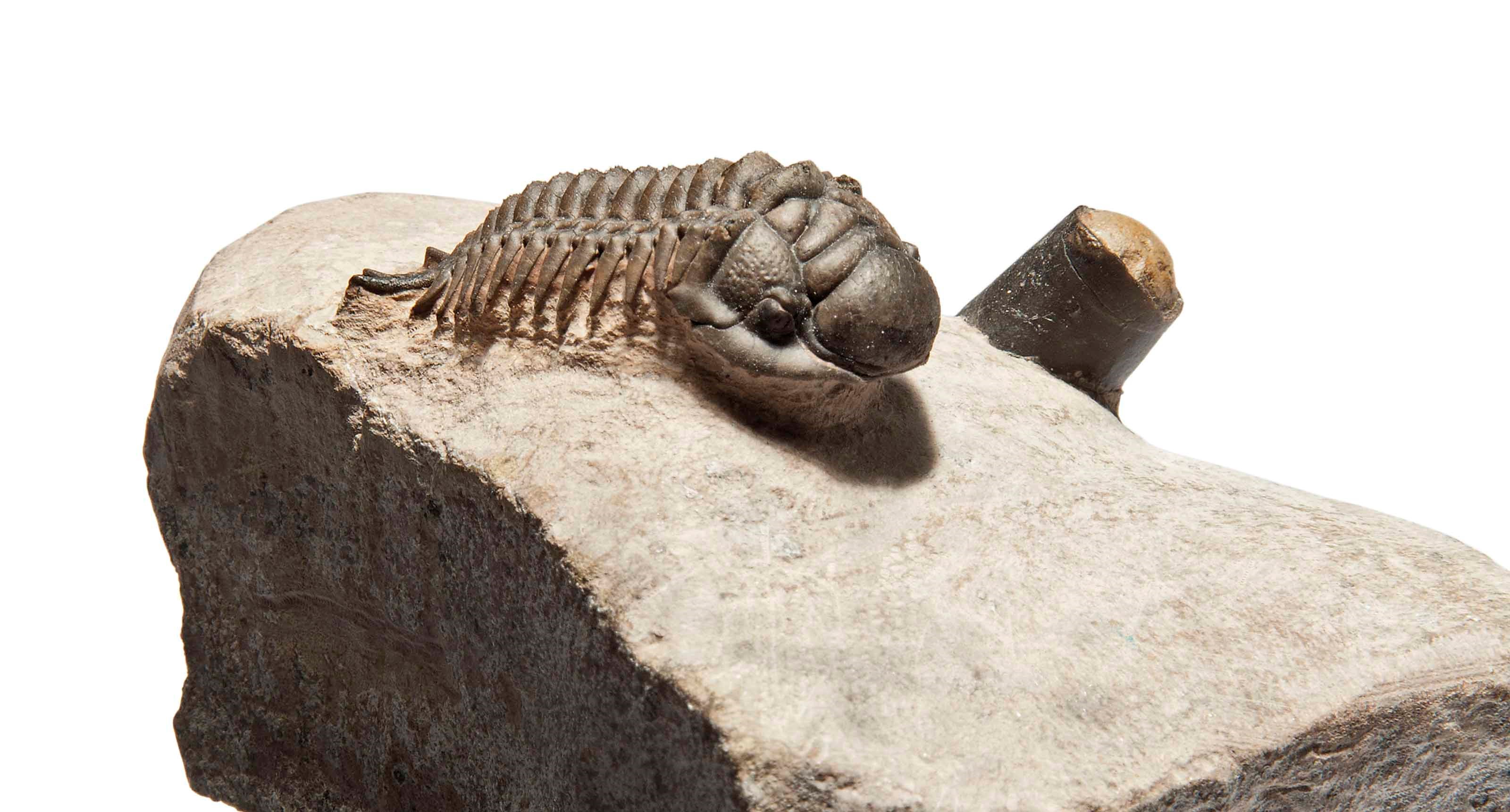 A TRILOBITE