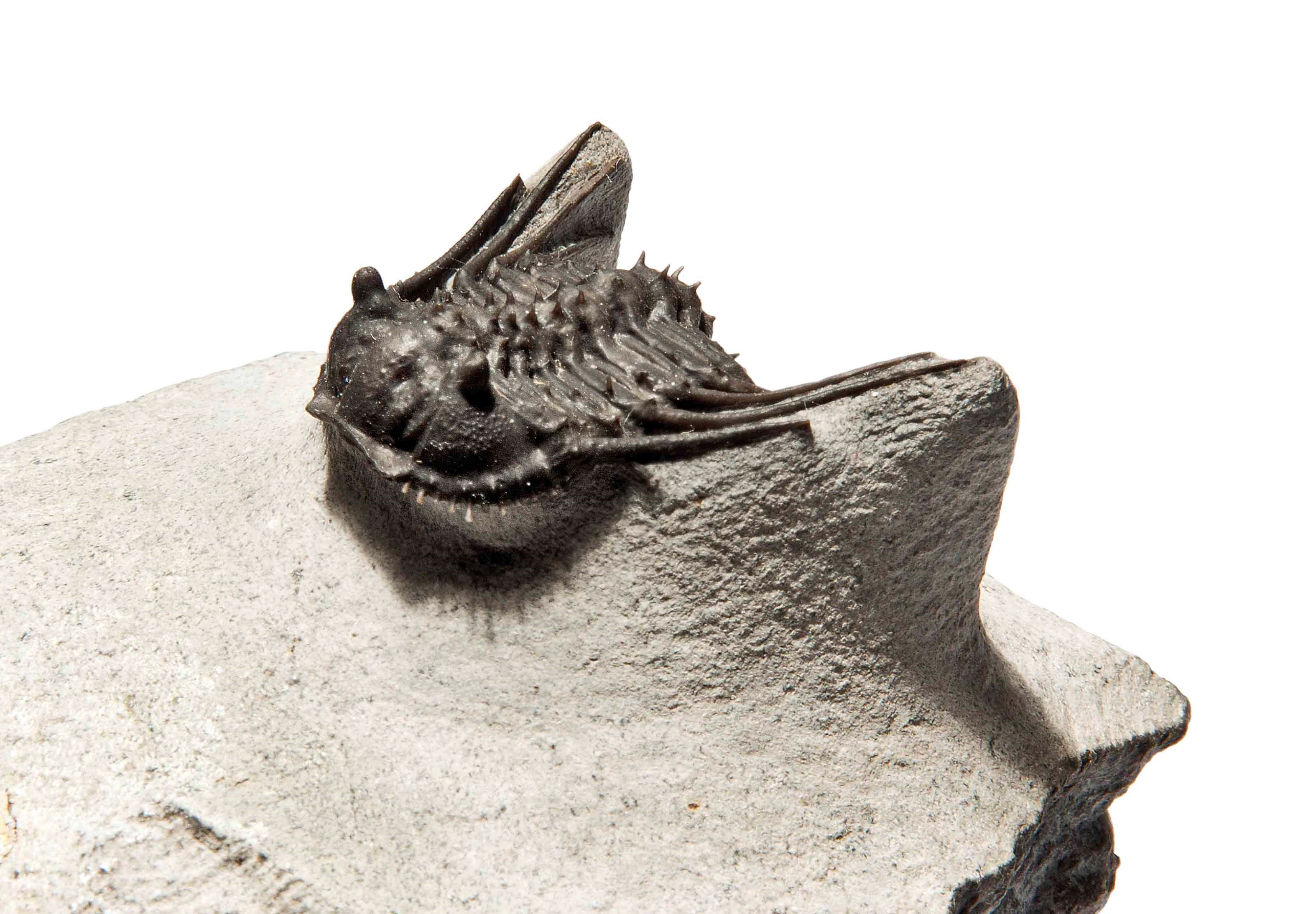A SPINY TRILOBITE