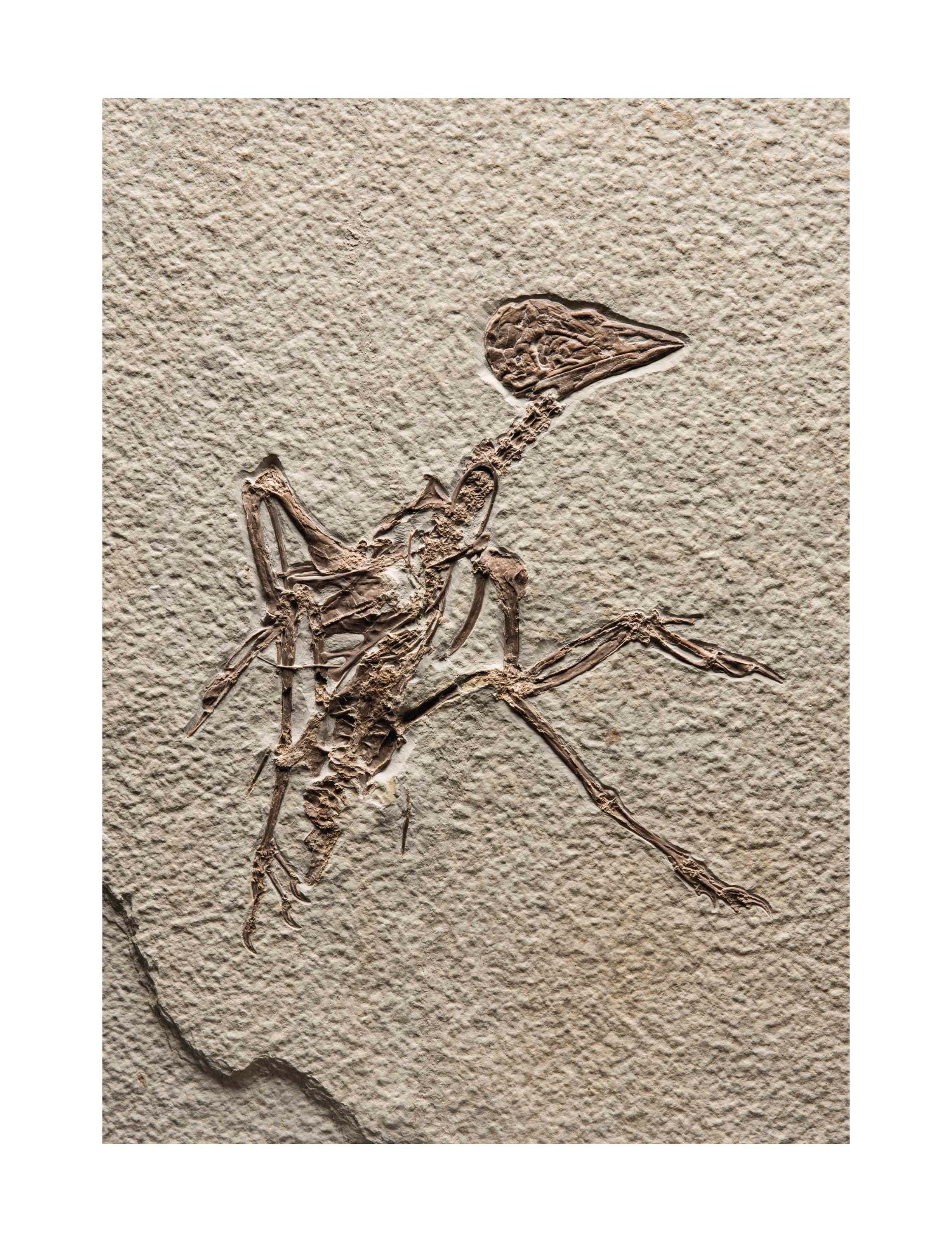 A PRIMITIVE FOSSIL PARROT