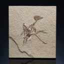 A PRIMITIVE FOSSIL PARROT