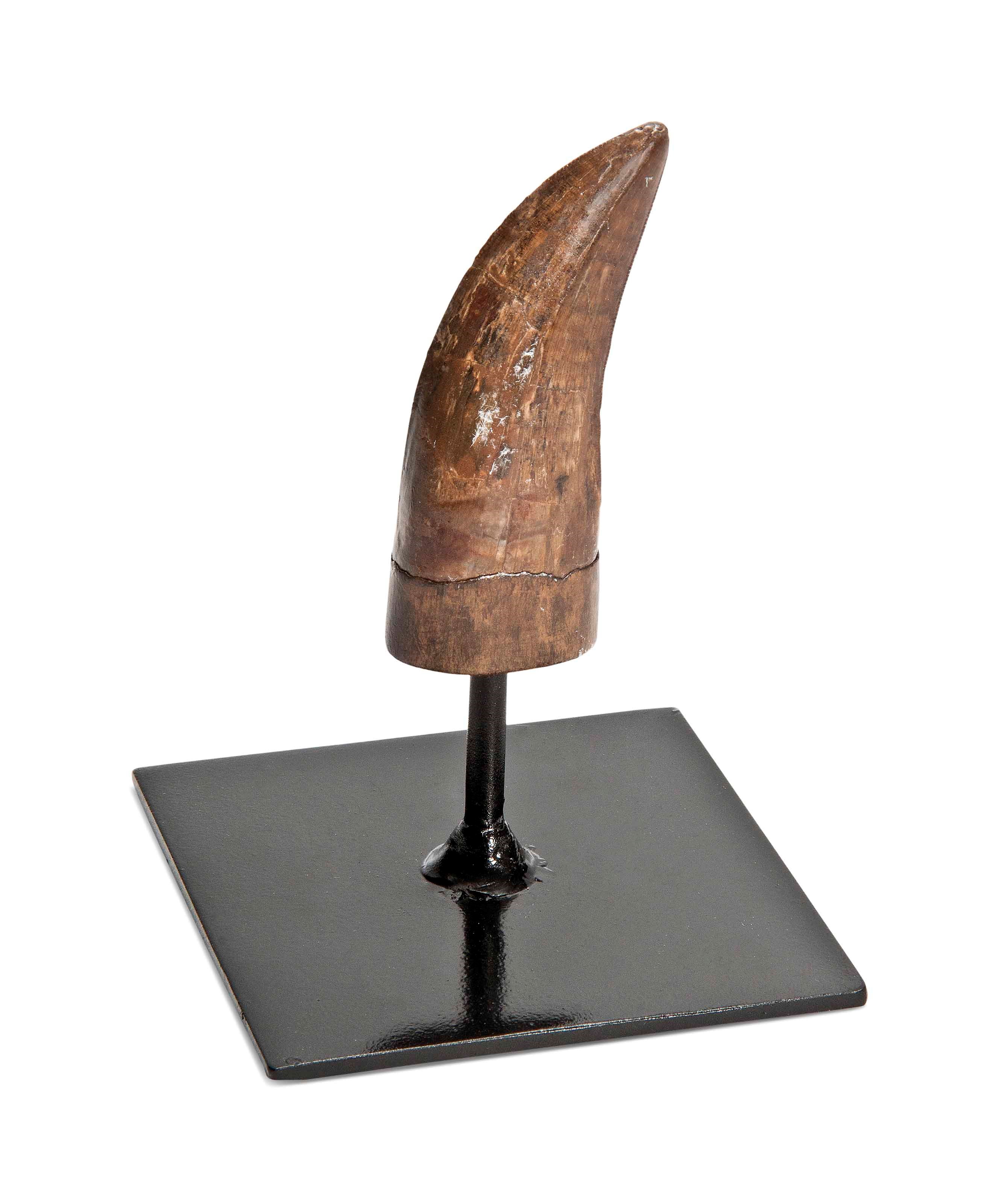A TYRANNOSAURID TOOTH