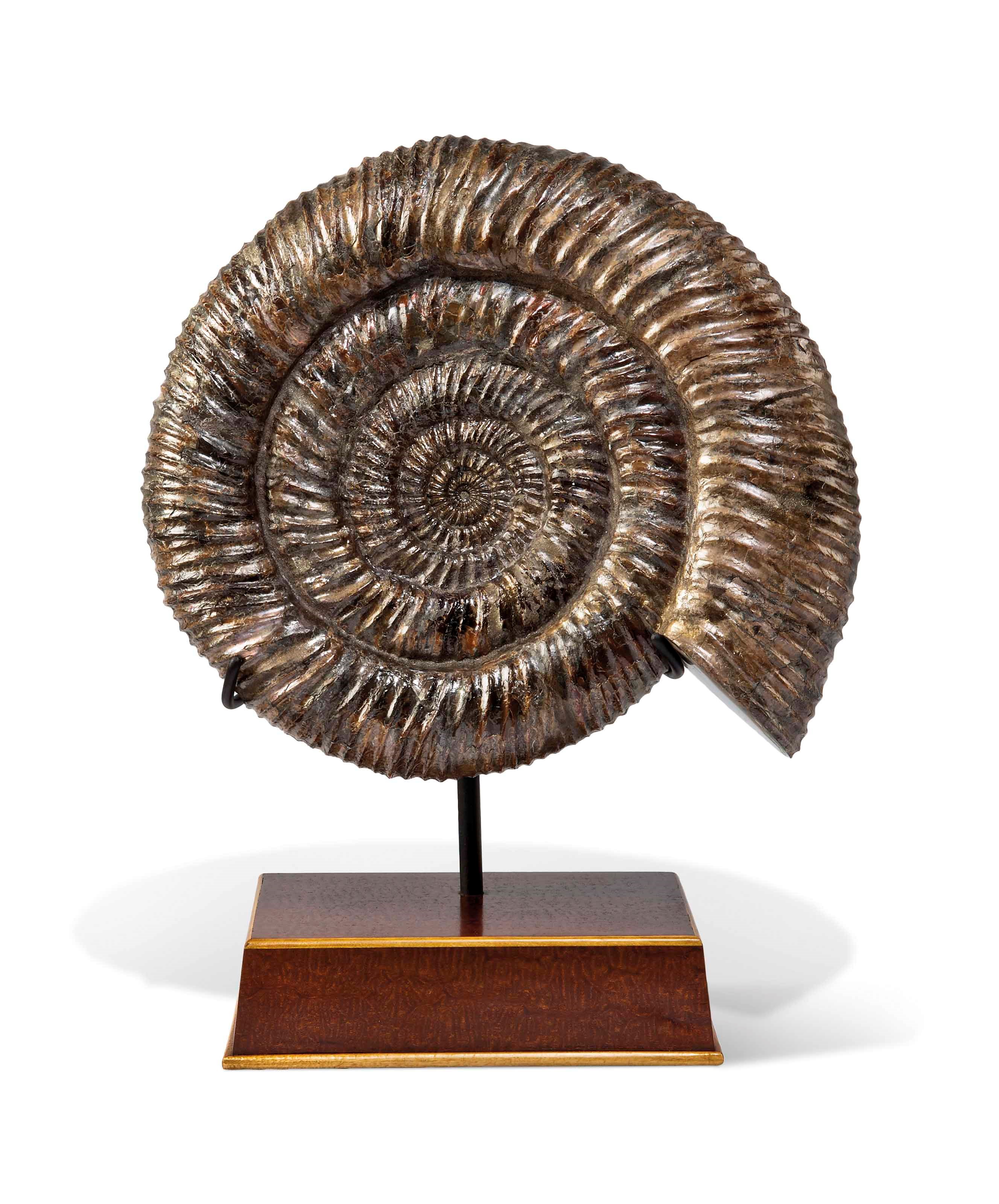 AN AMMONITE