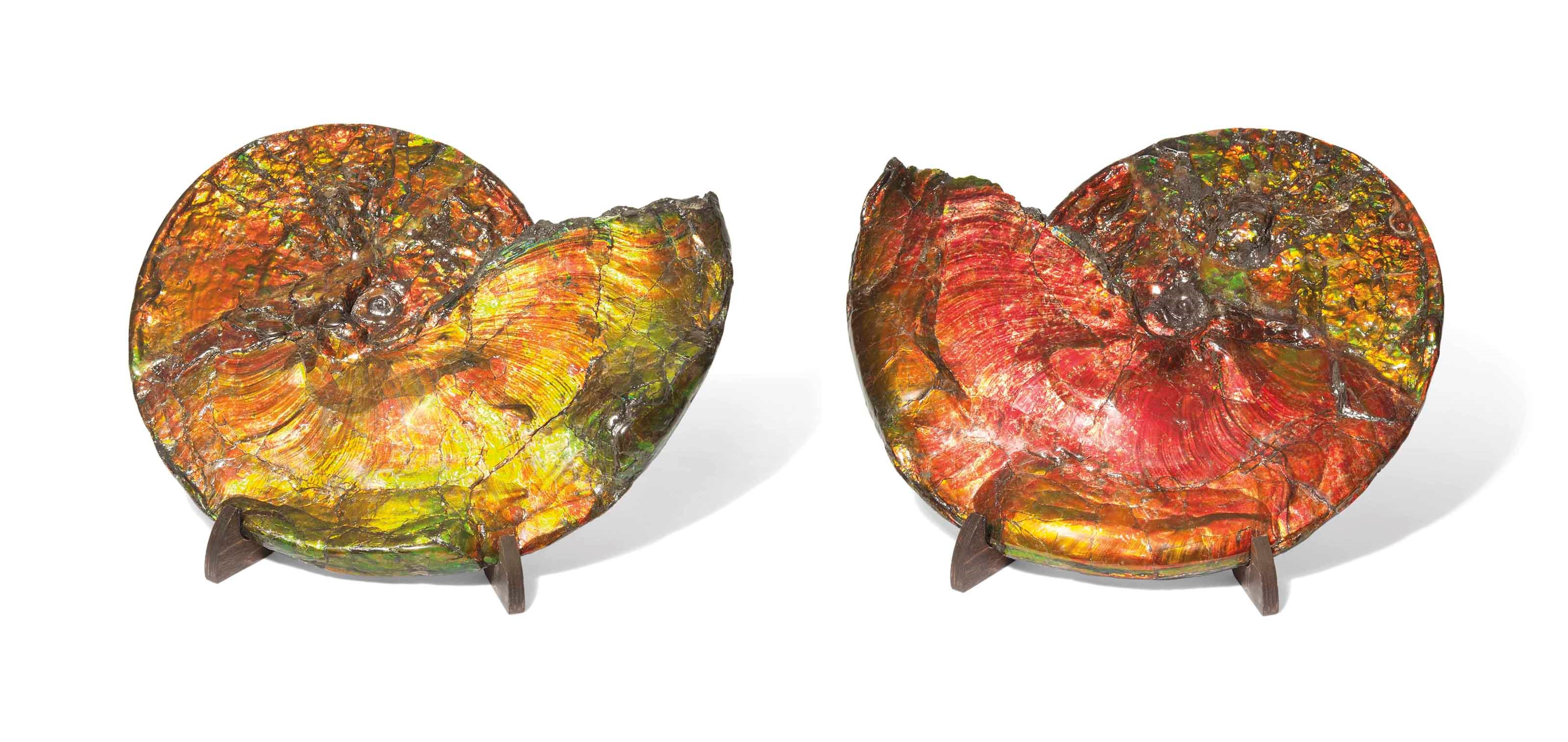 AN IRIDESCENT AMMONITE