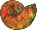 AN IRIDESCENT AMMONITE