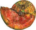 AN IRIDESCENT AMMONITE