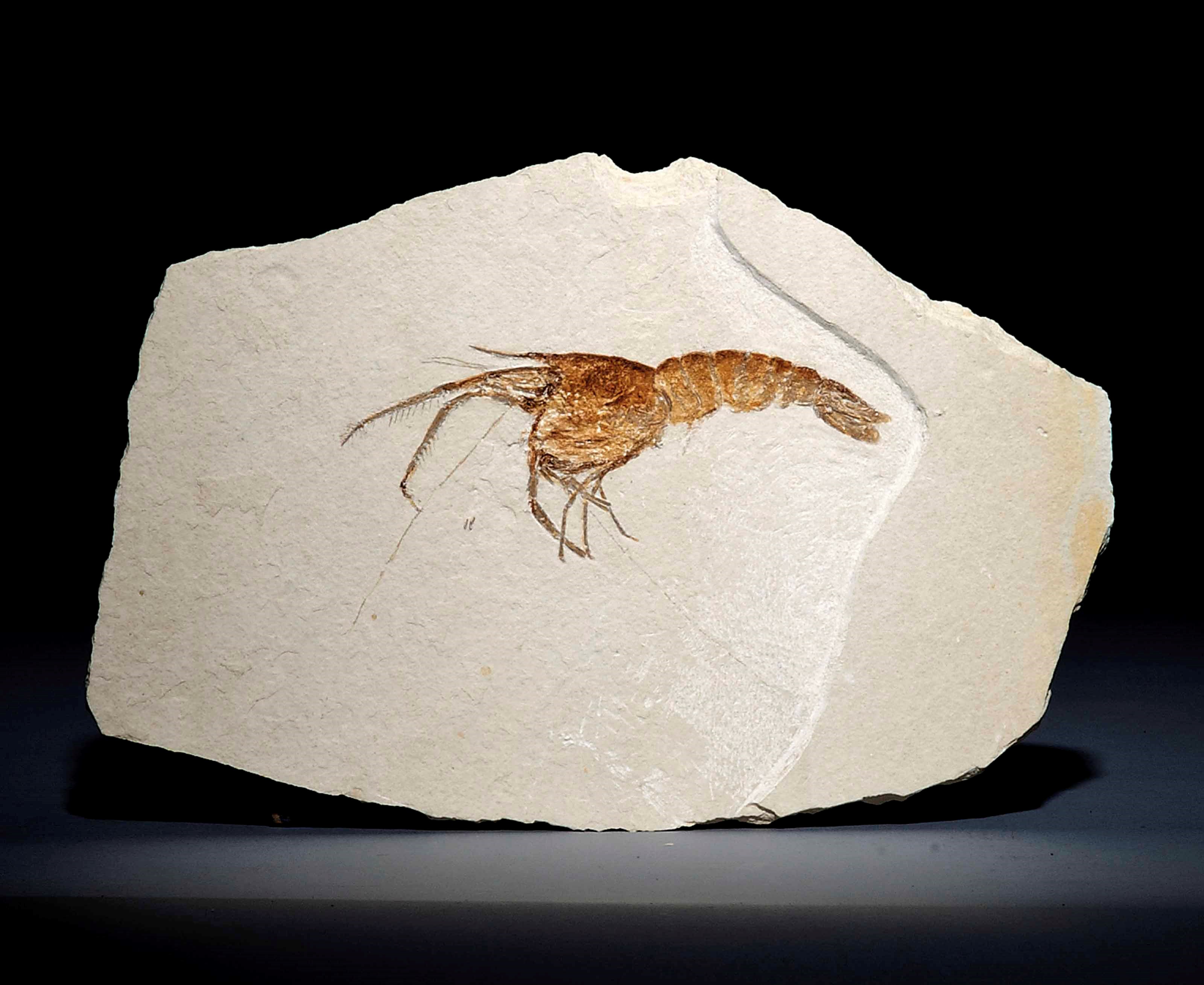 A FOSSIL SHRIMP
