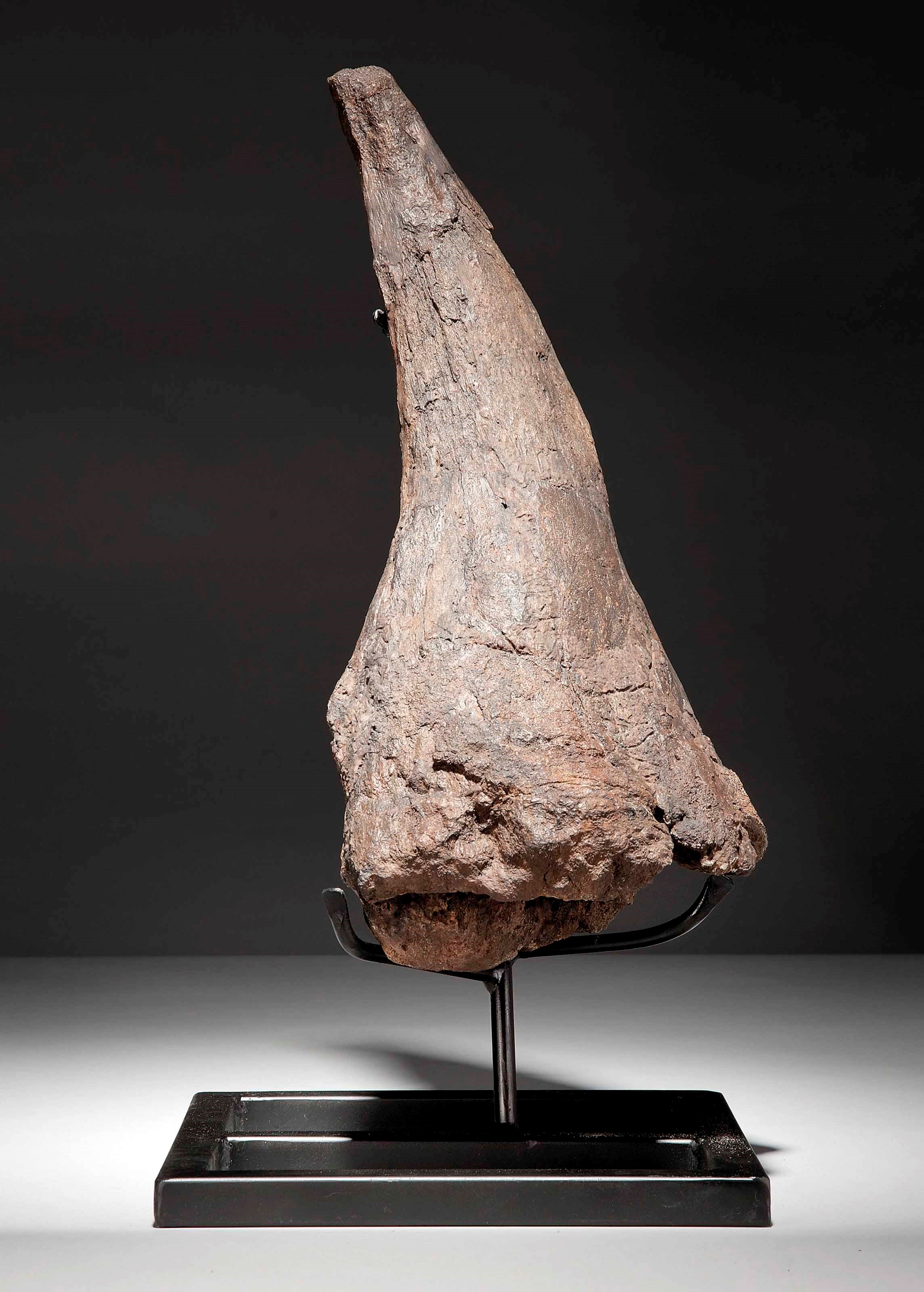 A LARGE TRICERATOPS HORN