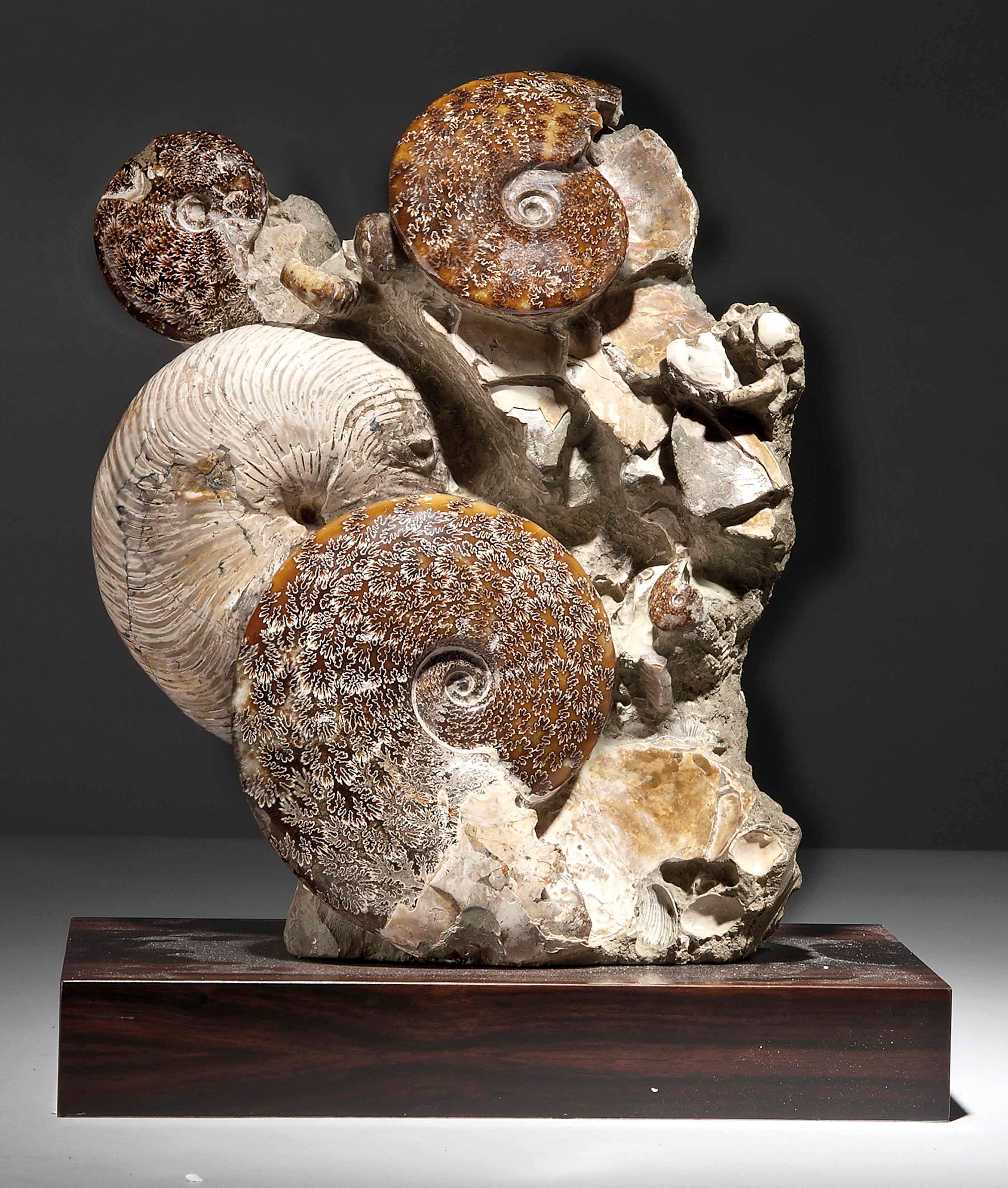 AN AMMONITE GROUP