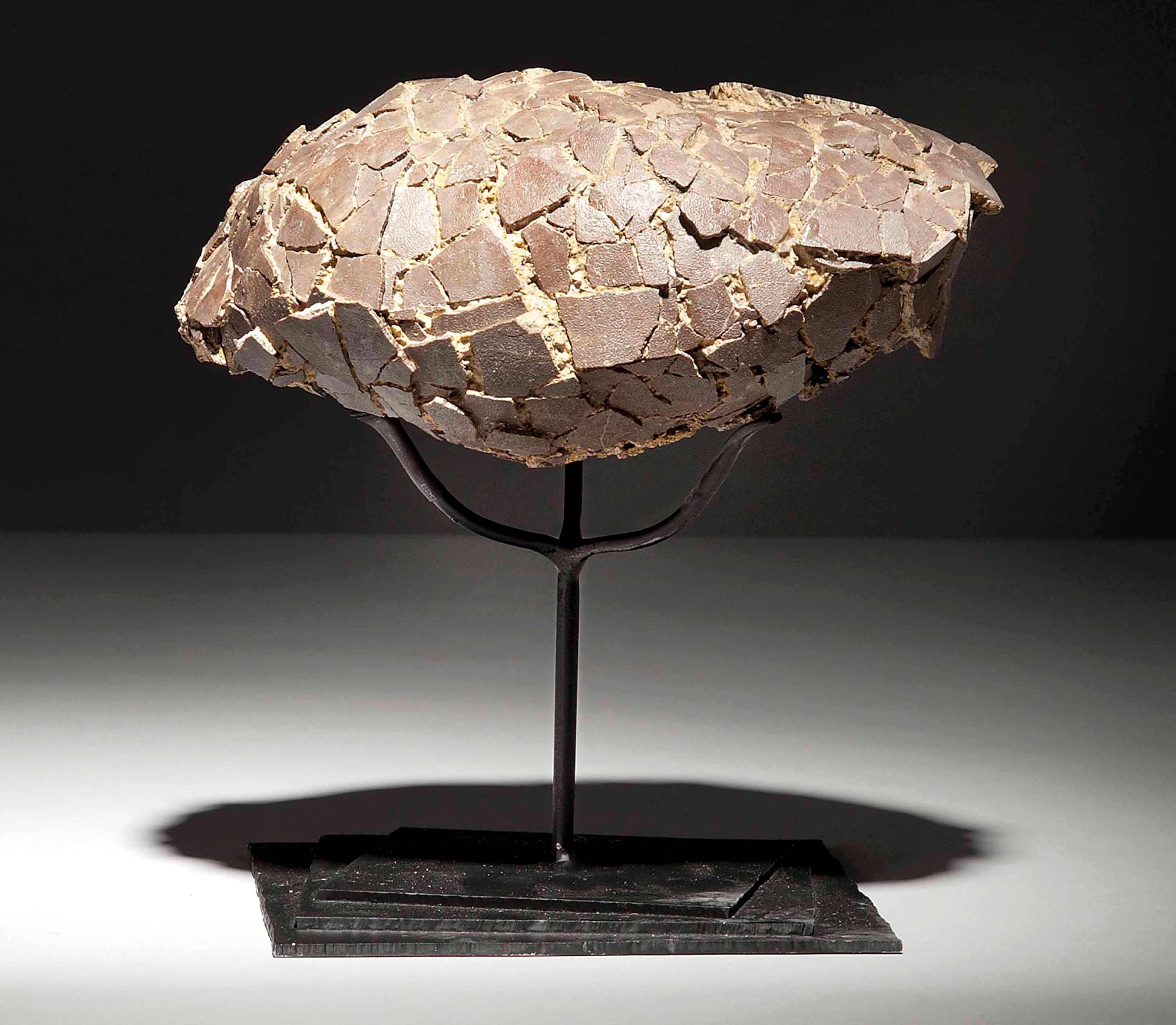 A DINOSAUR EGG