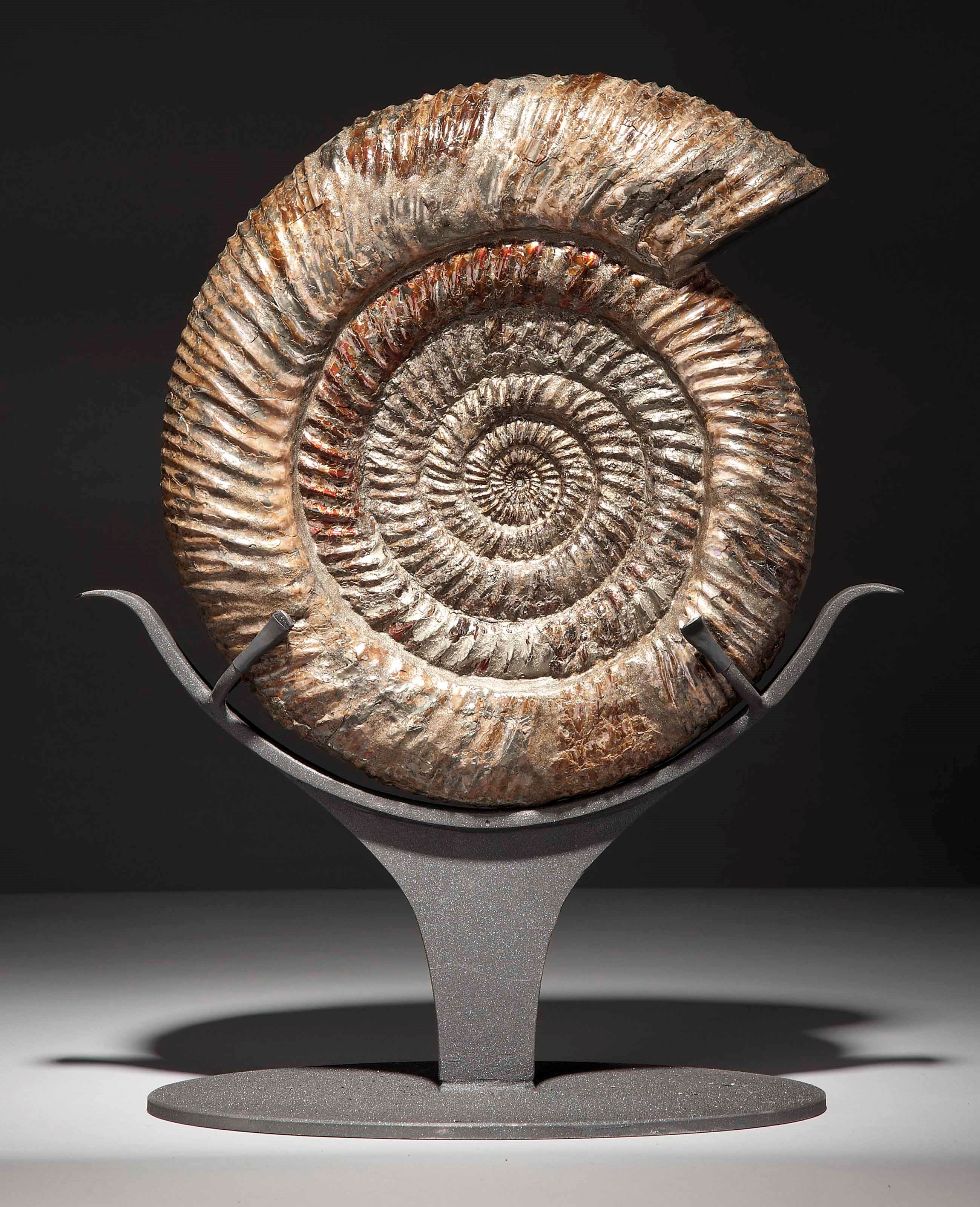 AN AMMONITE