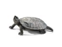 A MINIATURE SILVER MODEL OF A TORTOISE