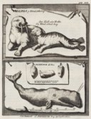 ZORGDRAGER, Cornelius Gijsbertsz (c. 1660-after 1730). Alte und neue grönländische Fischerei und Wallfischfang. Leipzig: Peter Conrad Monath, 1723.