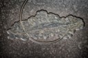 A LARGE FOSSIL SEALILY